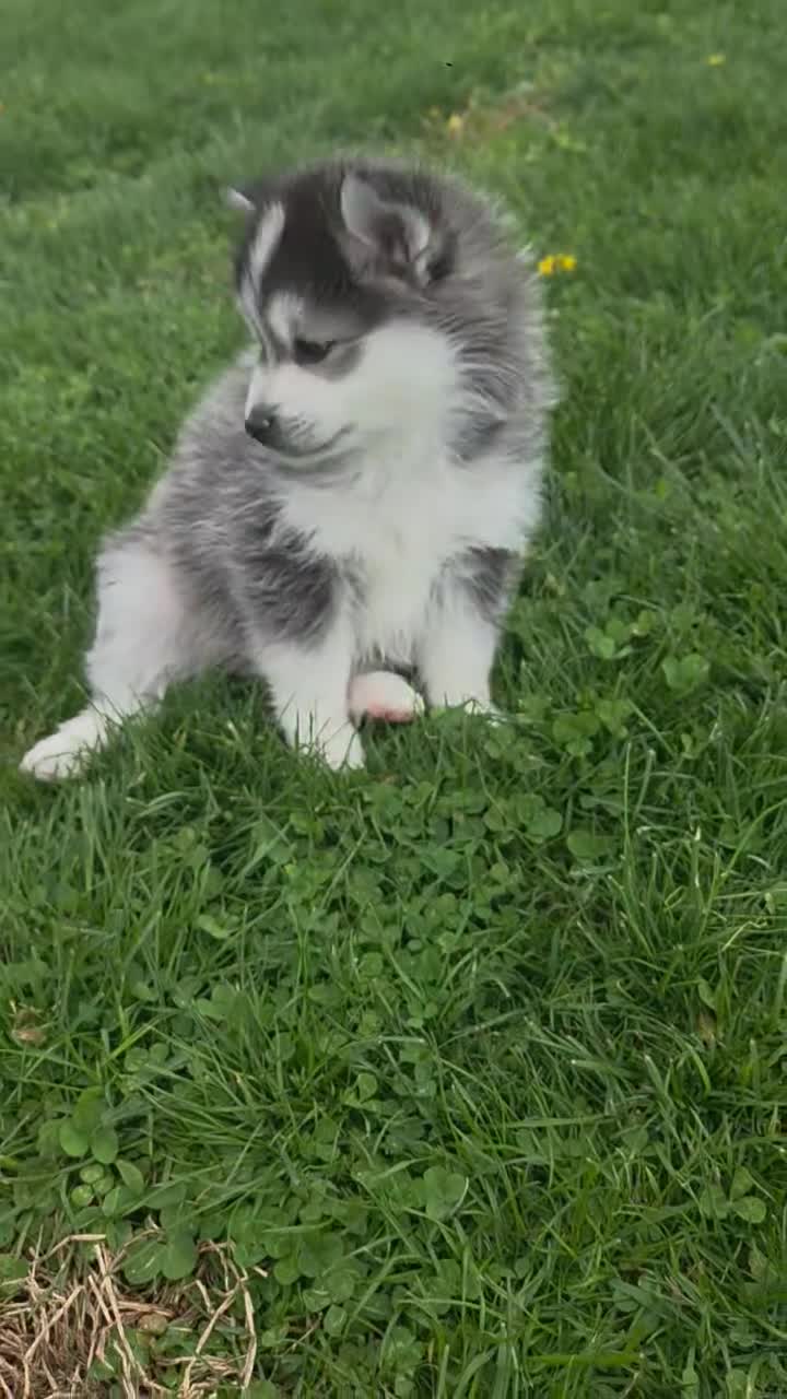 Pomsky dogs for sale: Hero - Video 1