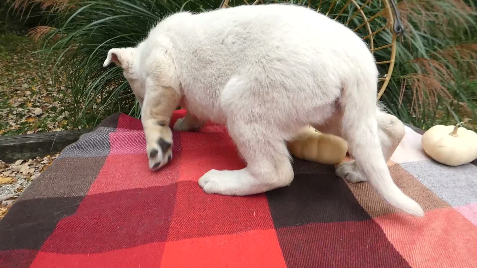 German Shepherd dogs for sale: German Shepherd 4 Brittney - Video 1