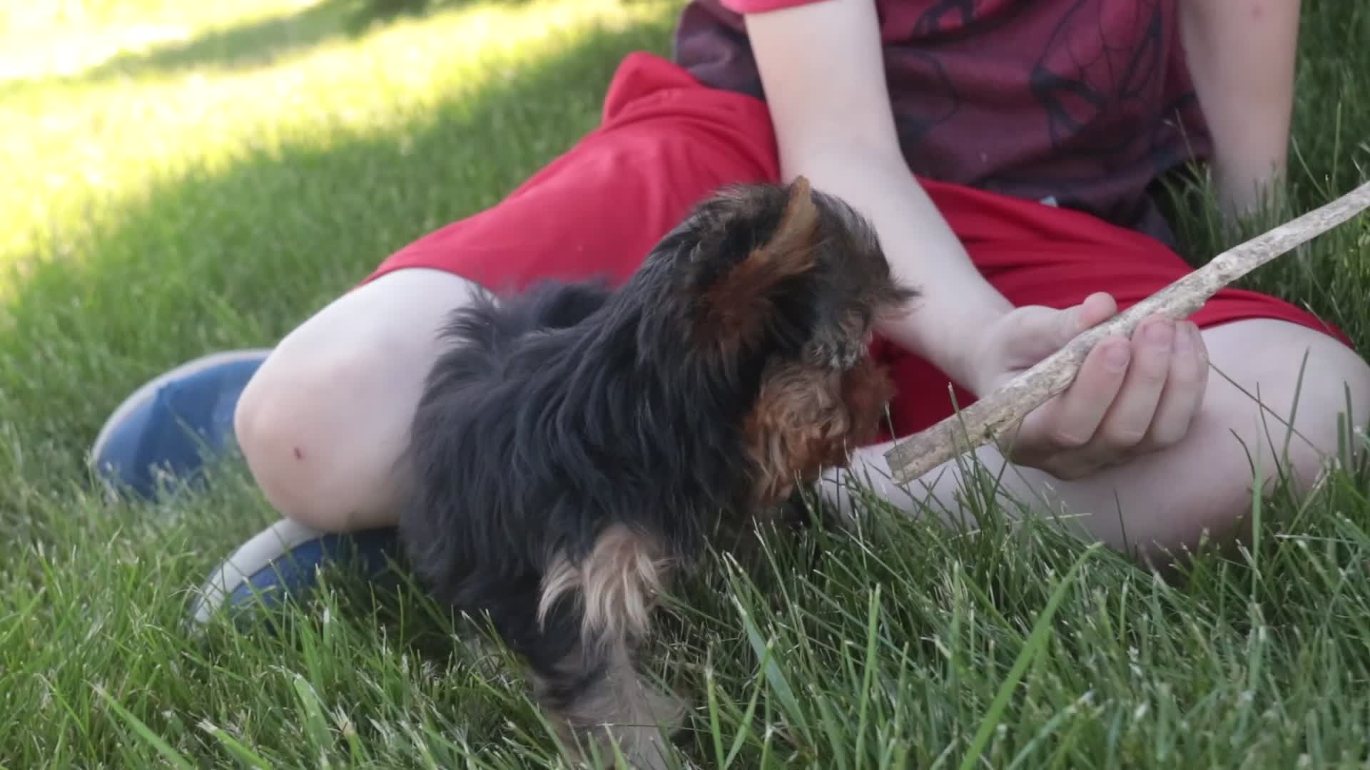 Yorkshire Terrier dogs for sale: Buckskin - Video 1