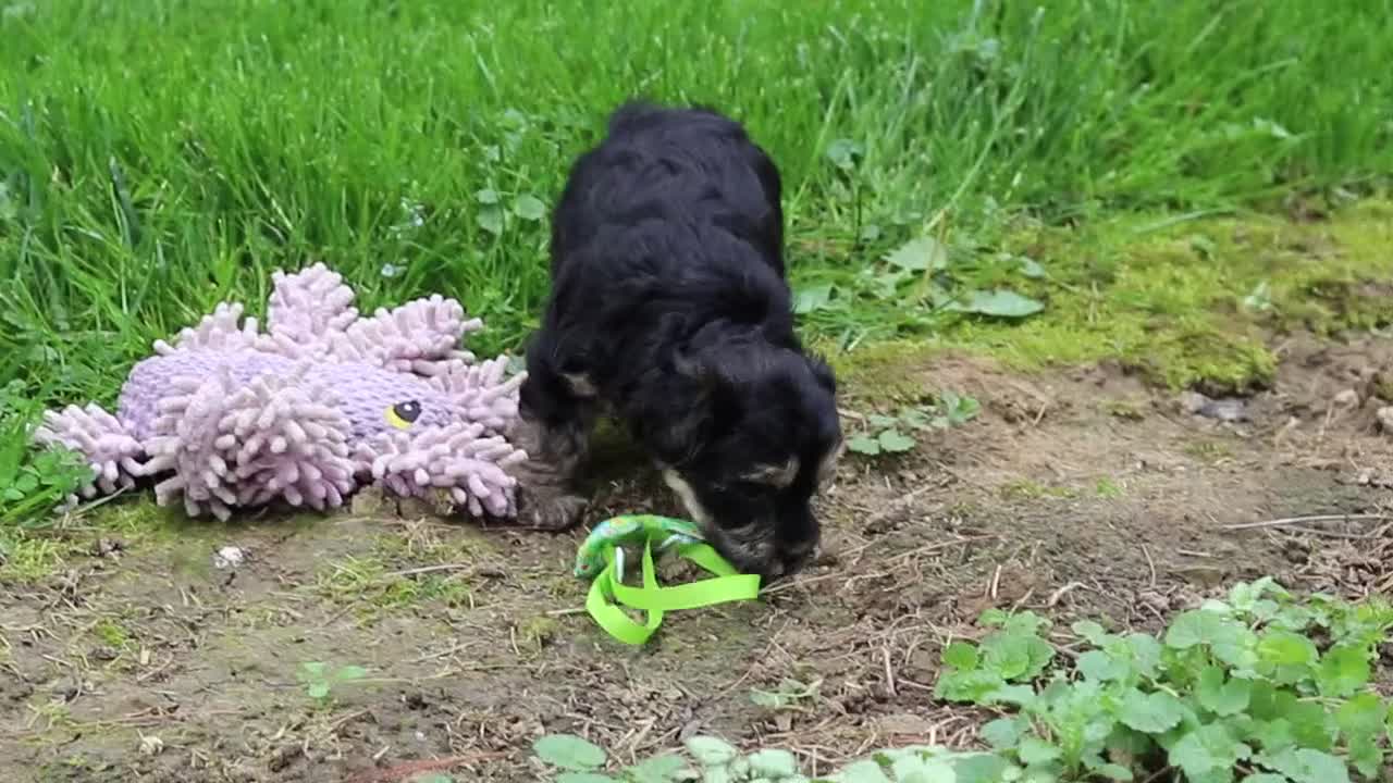 Yorkiepoo dogs for sale: Roxann - Video 1