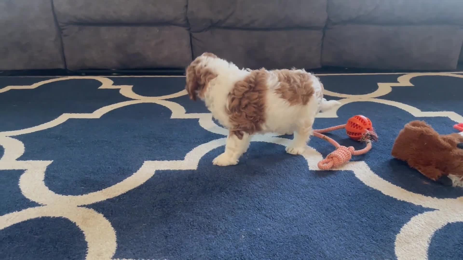 Cavapoo dogs for sale: Domino - Video 1