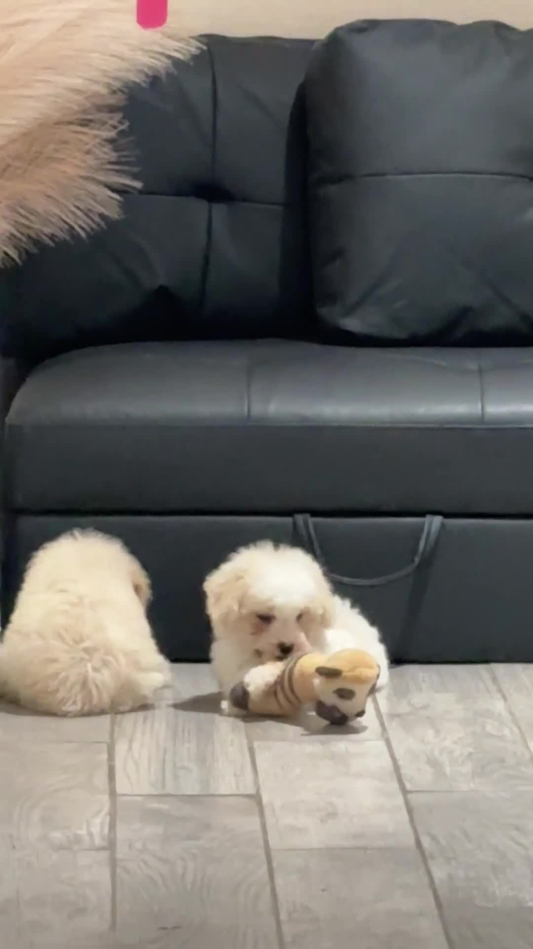 Miniature Poodle dogs for sale: Max - Video 2