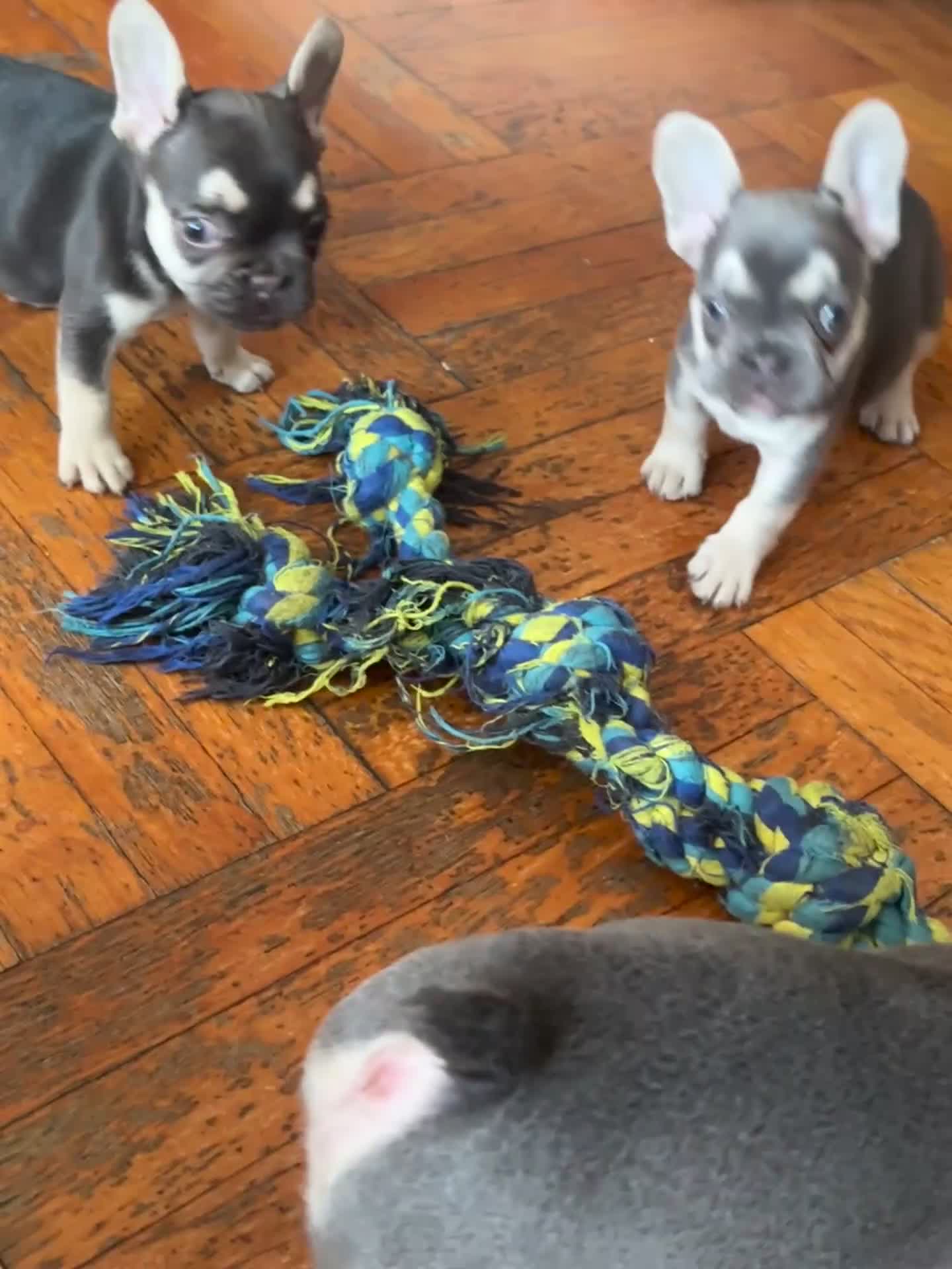 French Bulldog dogs for sale: Charlie brown  - Video 1