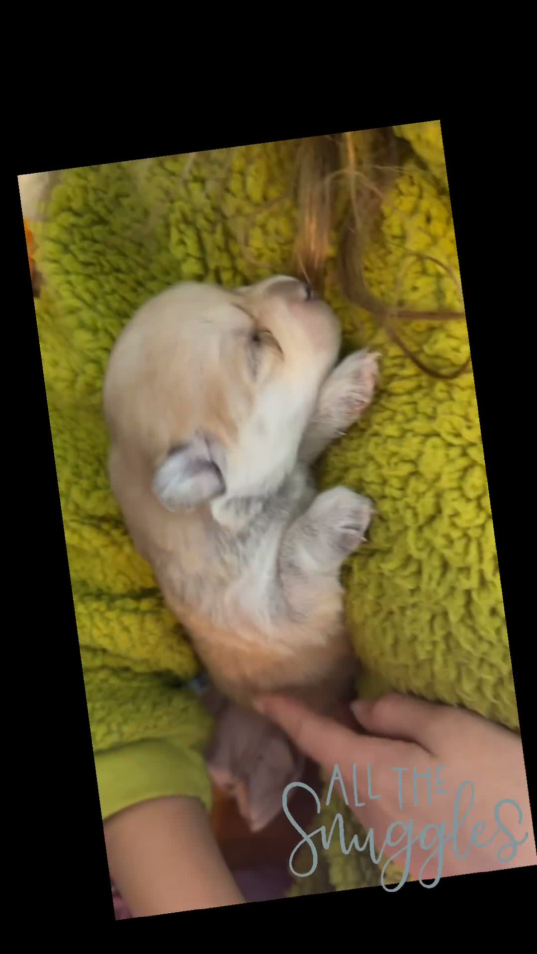 Pomsky dogs for sale: Pomsky 5 - Video 2