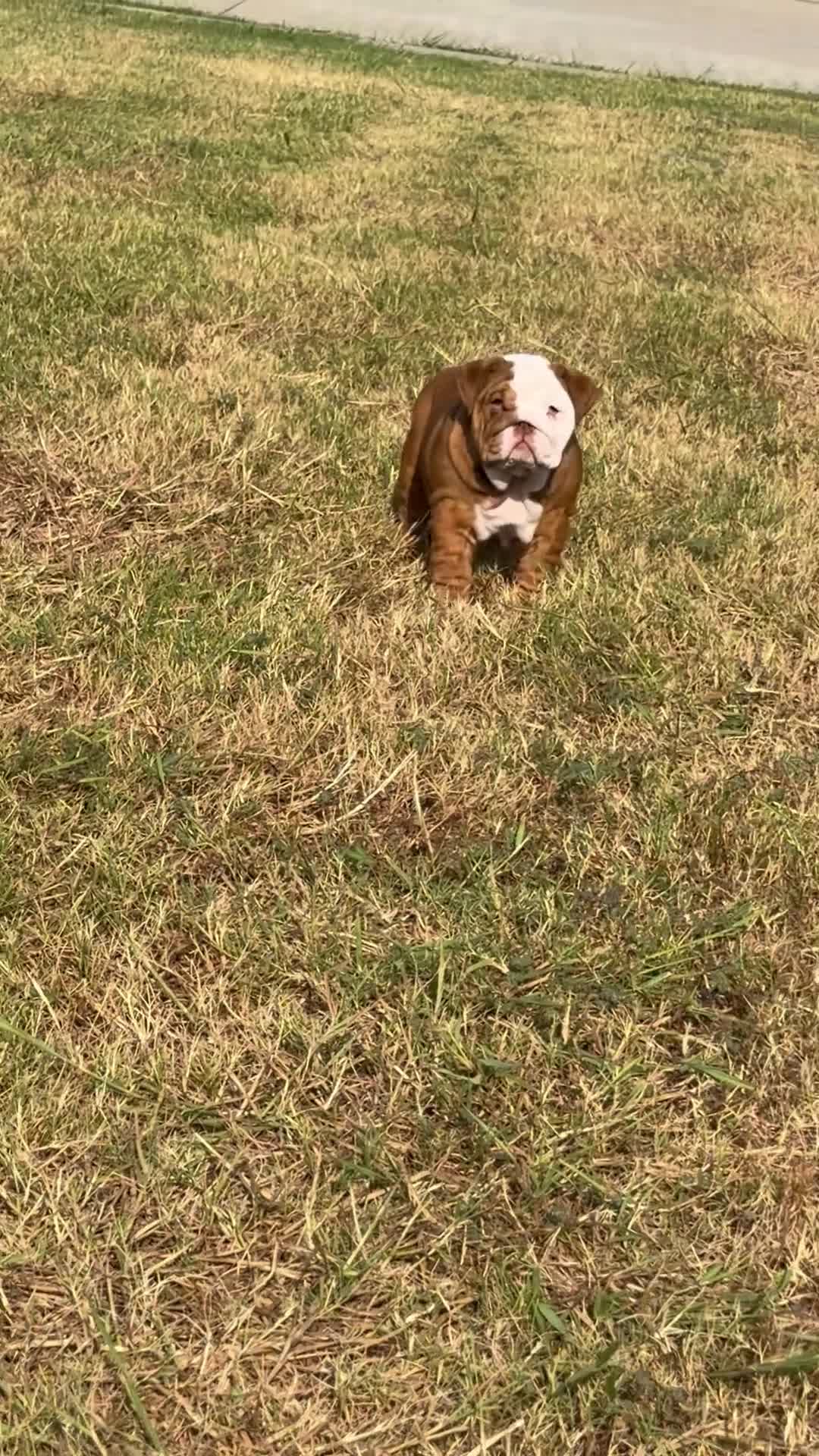 English Bulldog dogs for sale: Choco- Latte - Video 2