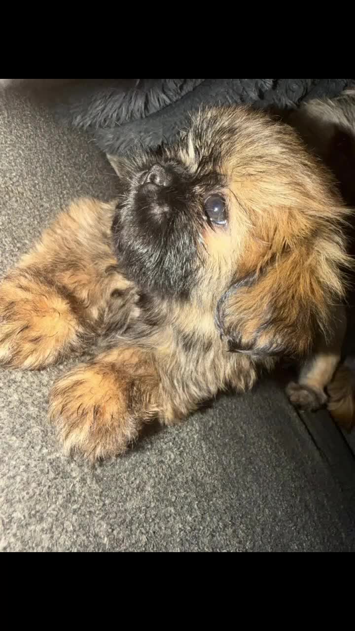 Shih Tzu dogs for sale: Shih Tzu 3 - Video 1