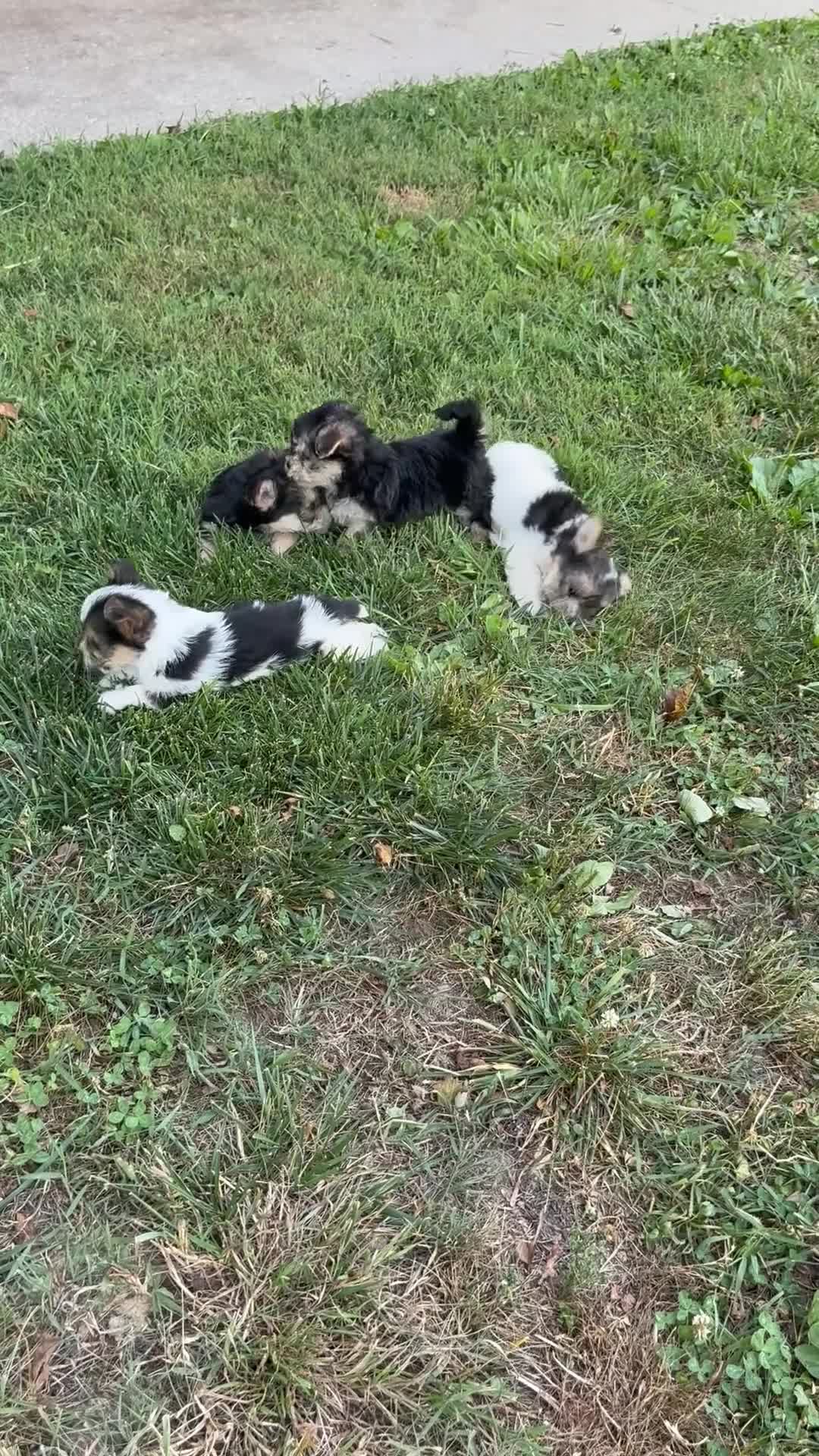 Morkie dogs for sale: Curtis - Video 1