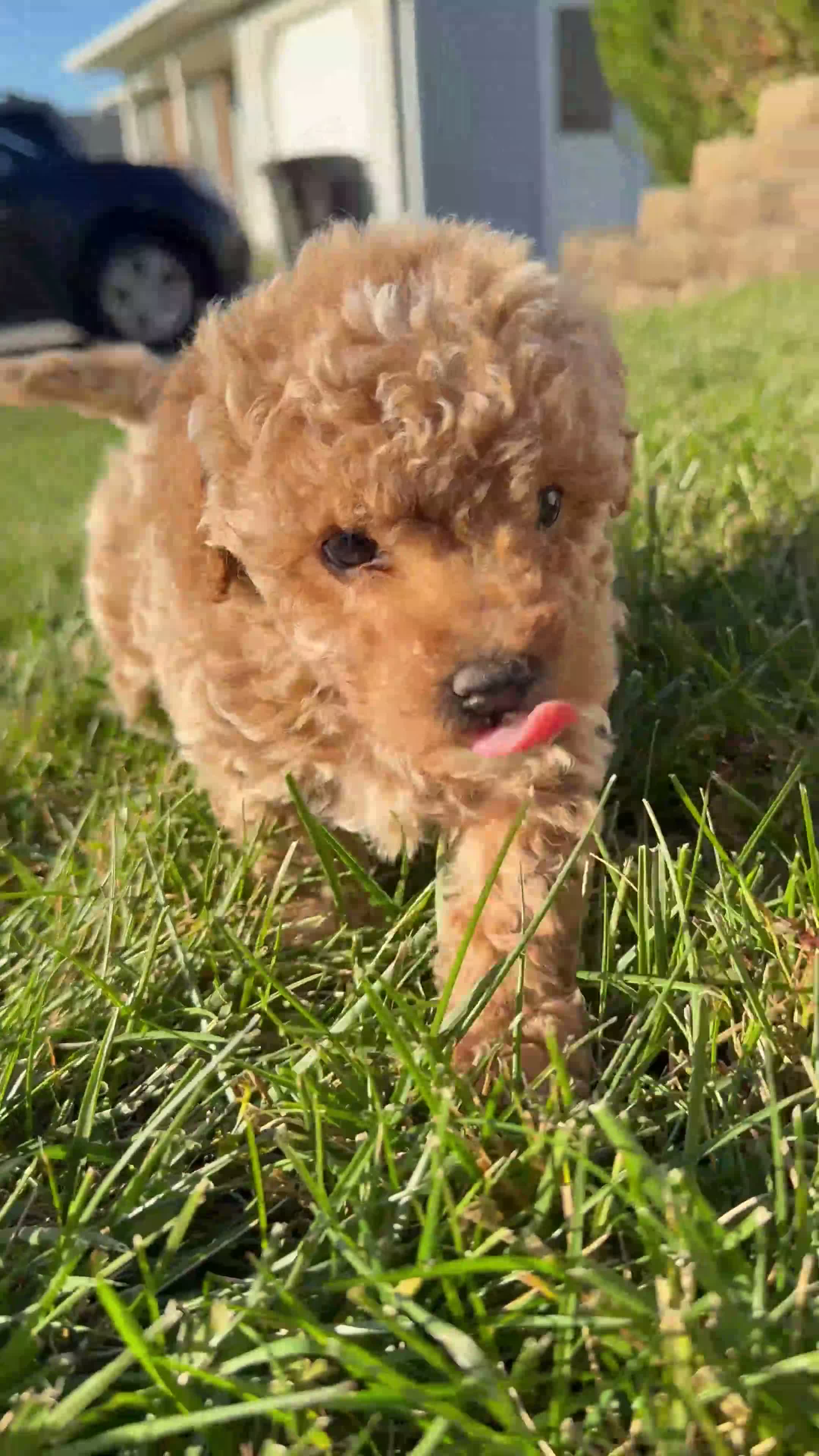 Bichpoo dogs for sale: Daisy - Video 2