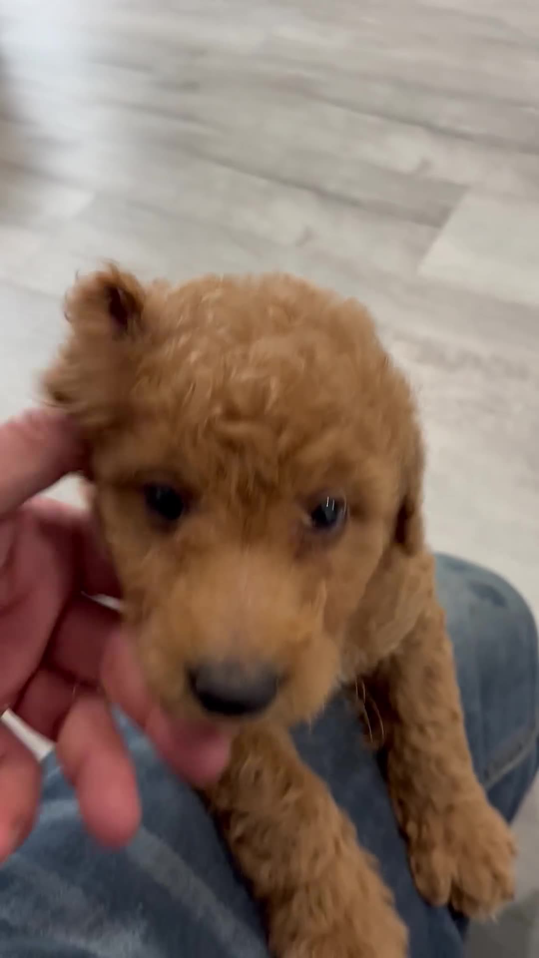 Mini Goldendoodle dogs for sale: Carter - Video 1