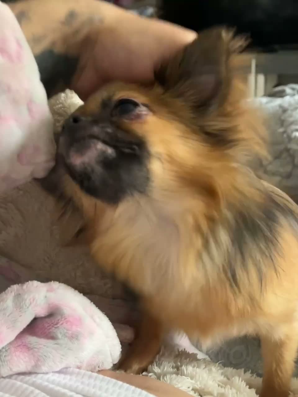 Chihuahua dogs for sale: Cosmo - Video 1