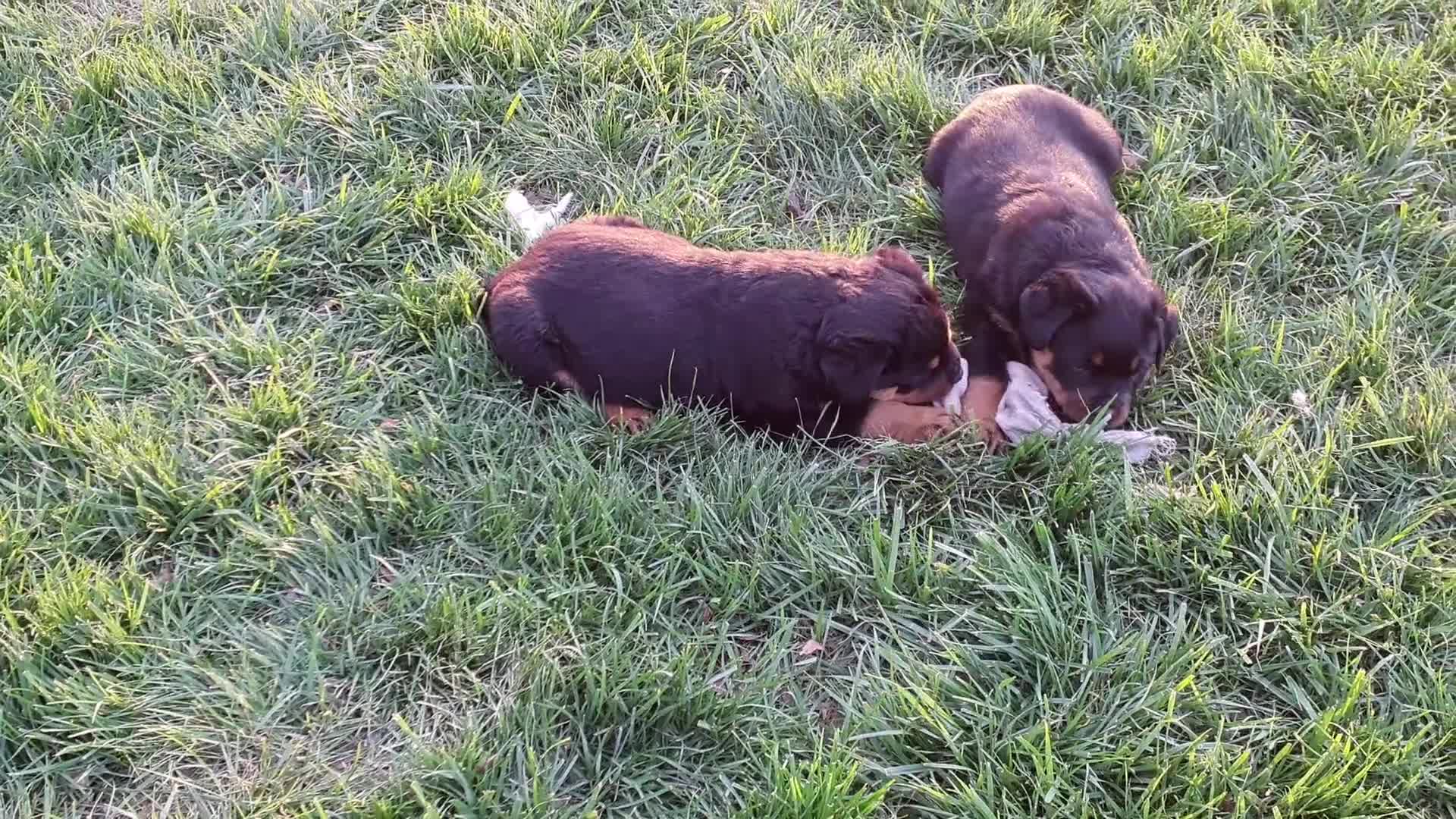 Rottweiler dogs for sale: AKC Daisy RESERVED! - Video 2