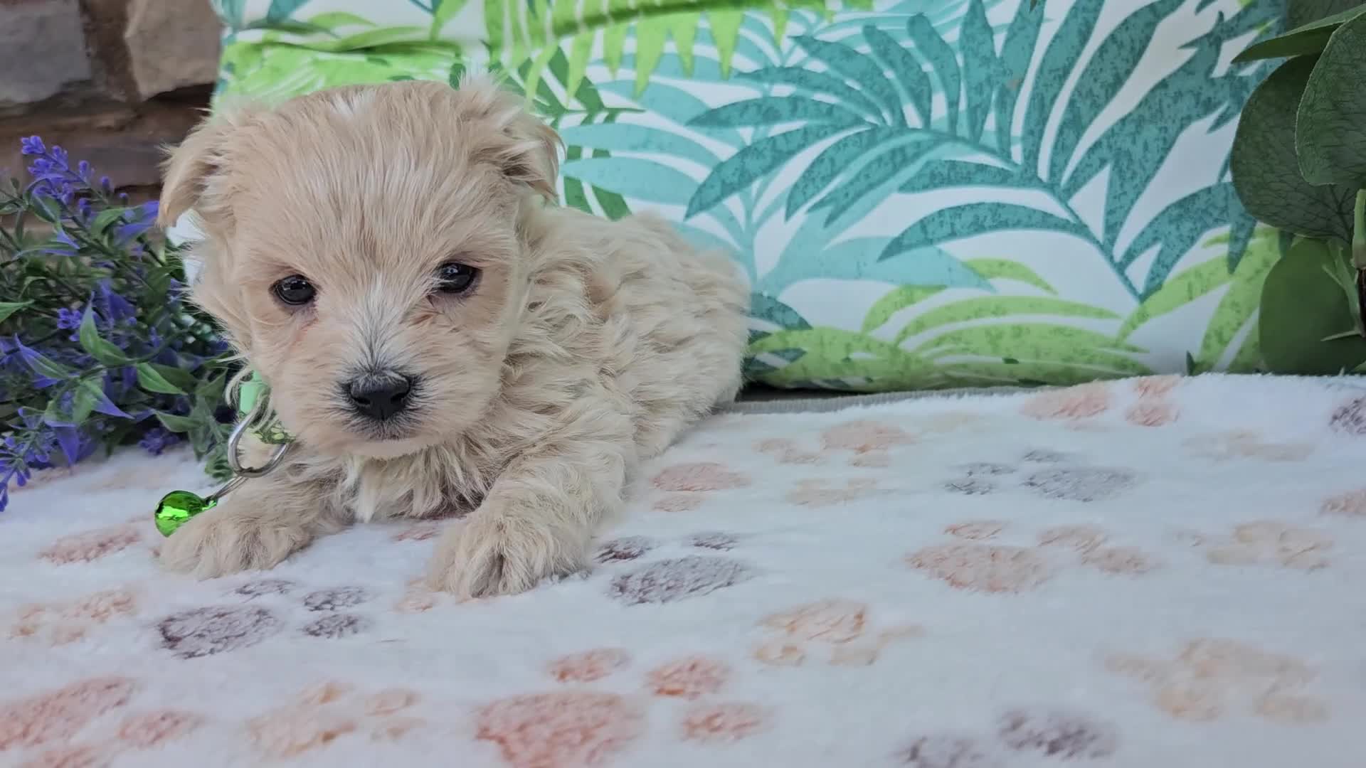Maltipoo dogs for sale: Ranger - Video 1