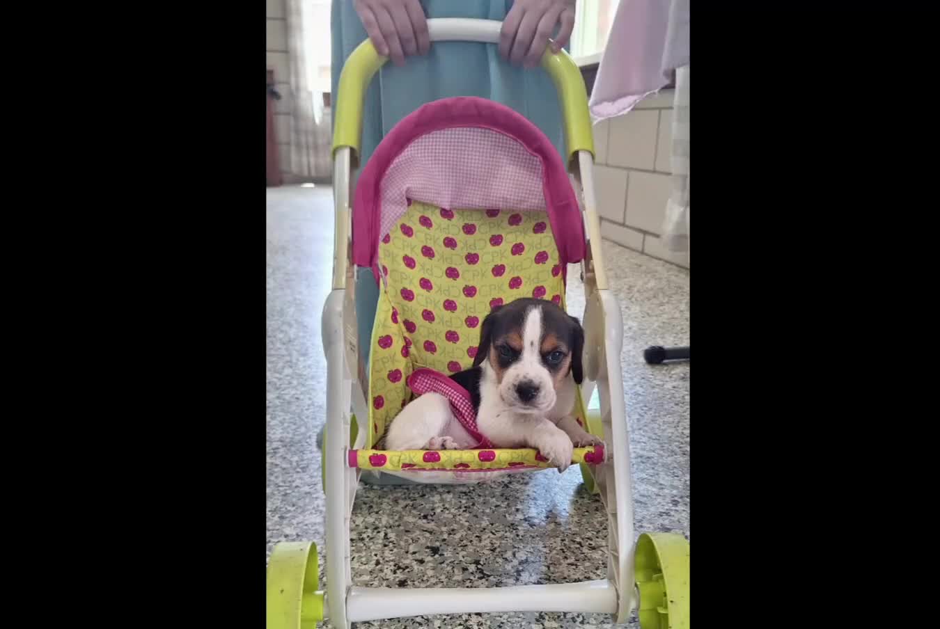 Beagle dogs for sale: dolly - Video 1