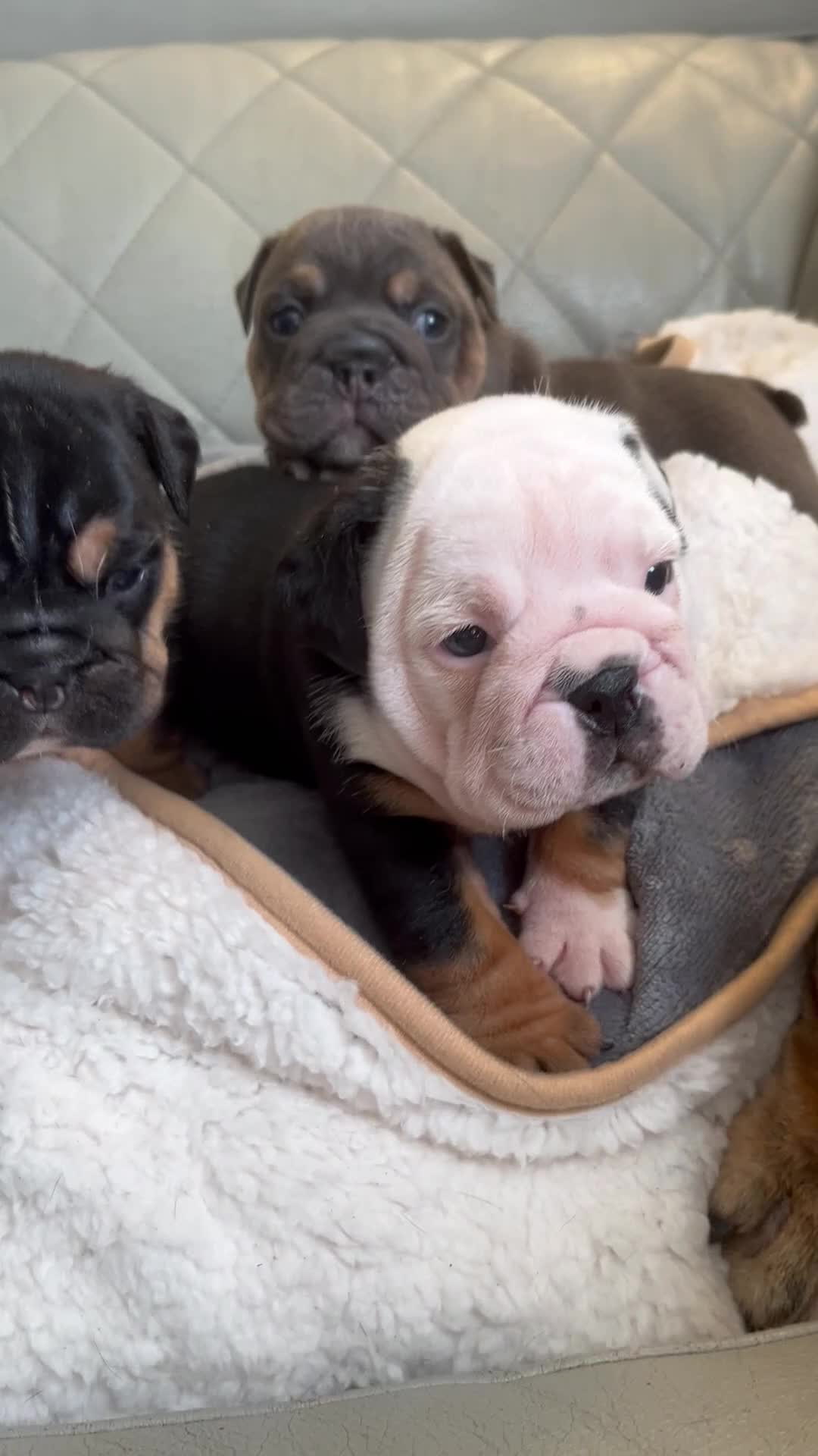 English Bulldog dogs for sale: English Bulldog 1 - Video 1