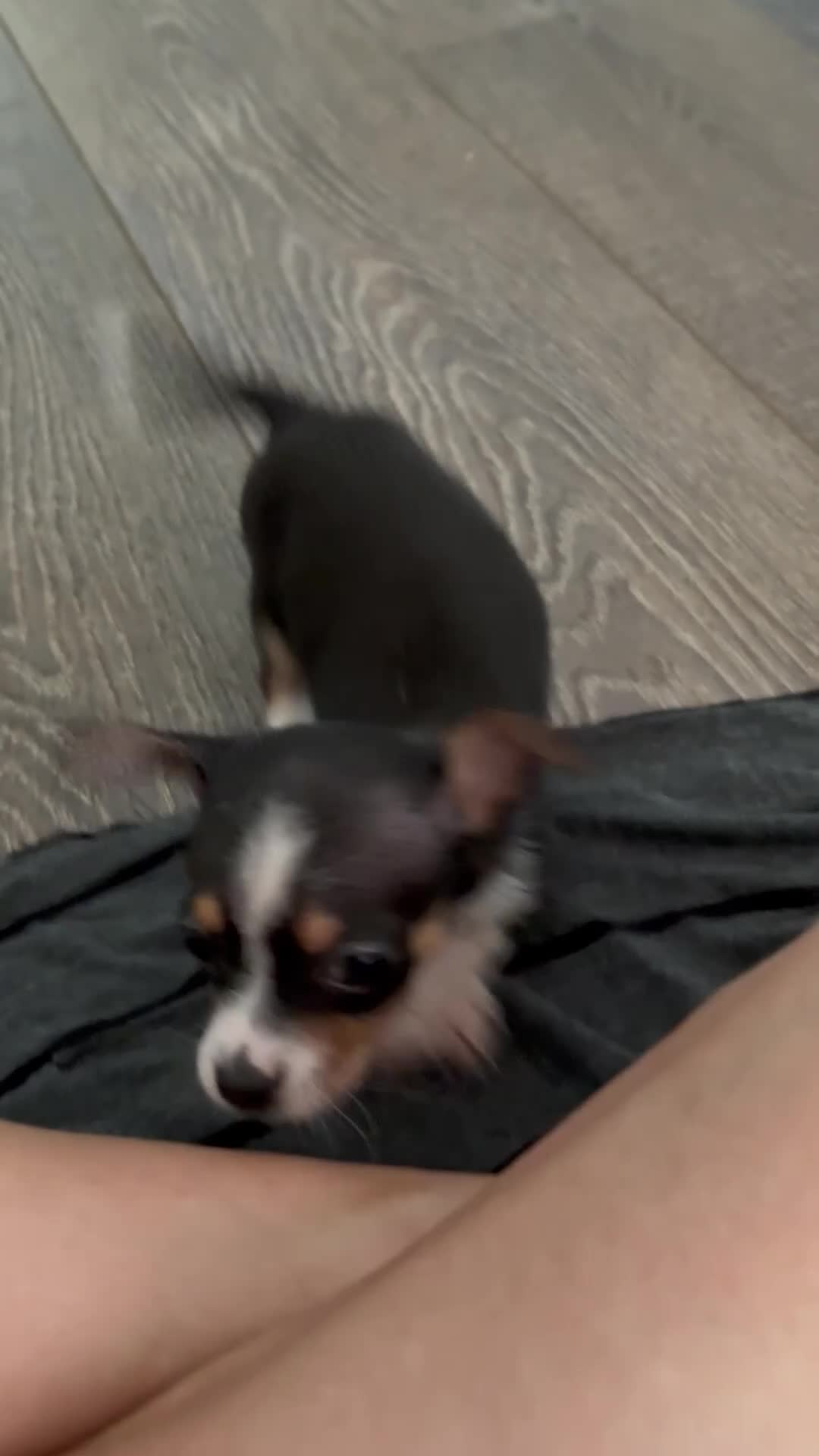 Mixed Breed dogs for sale: Mixed Breed 2 - Video 2