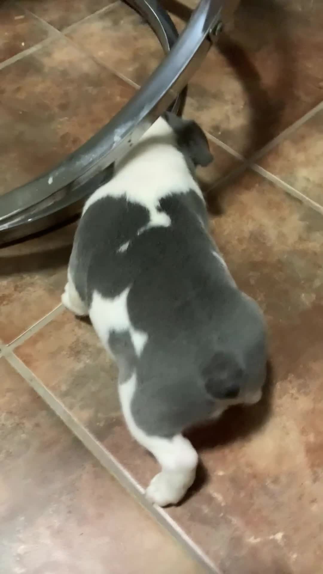 French Bulldog dogs for sale: French Bulldog Puppy 4 - Video 1