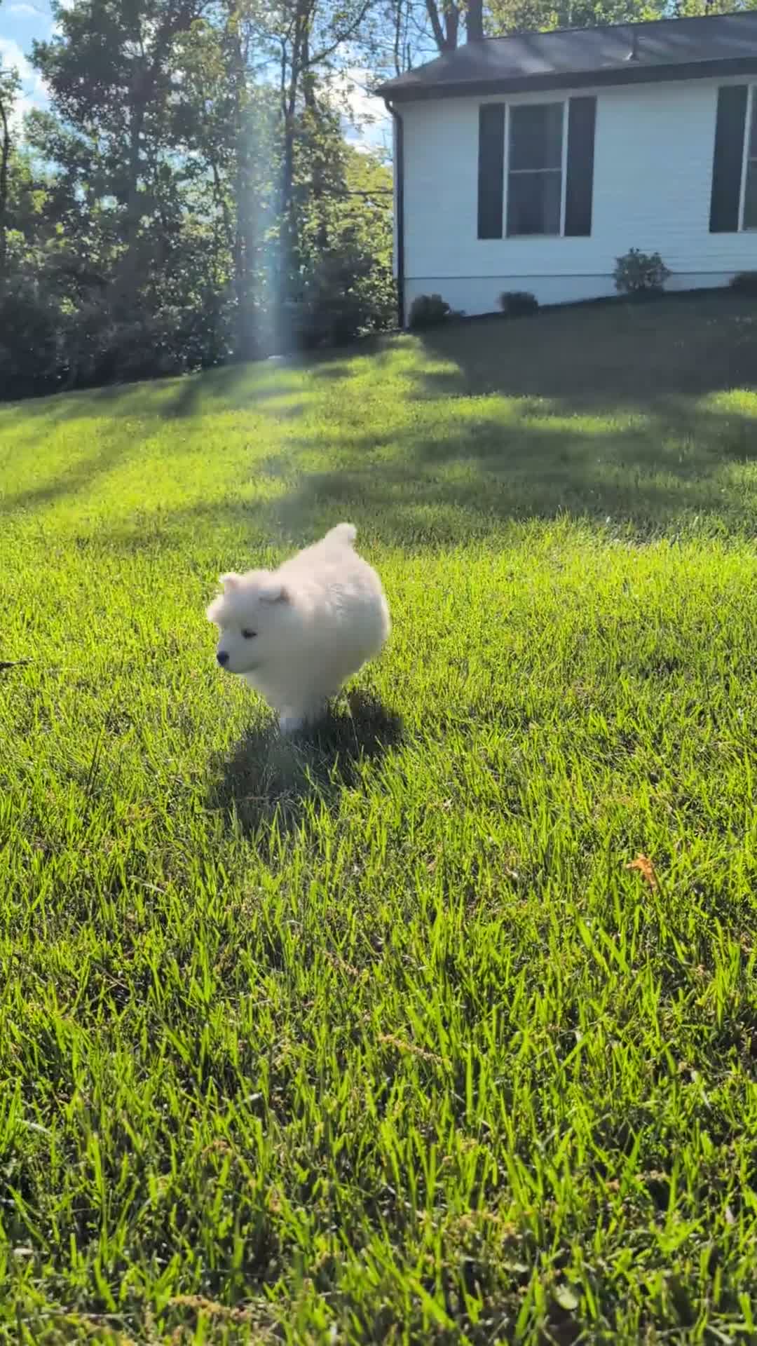 Samoyed dogs for sale: Benji - Video 1