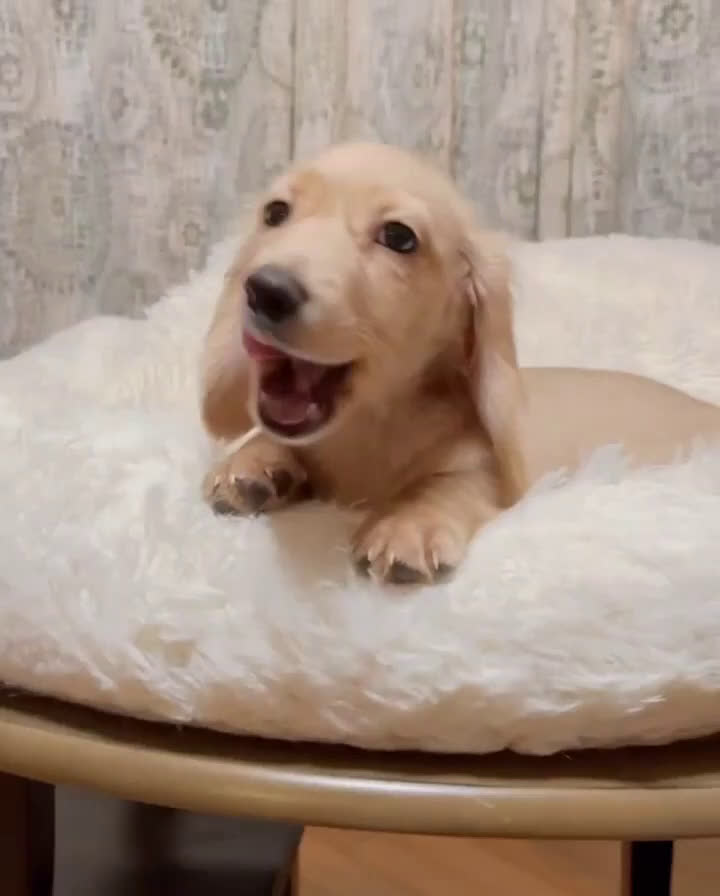 Miniature Dachshund dogs for sale:  Puppy 6 - Video 1