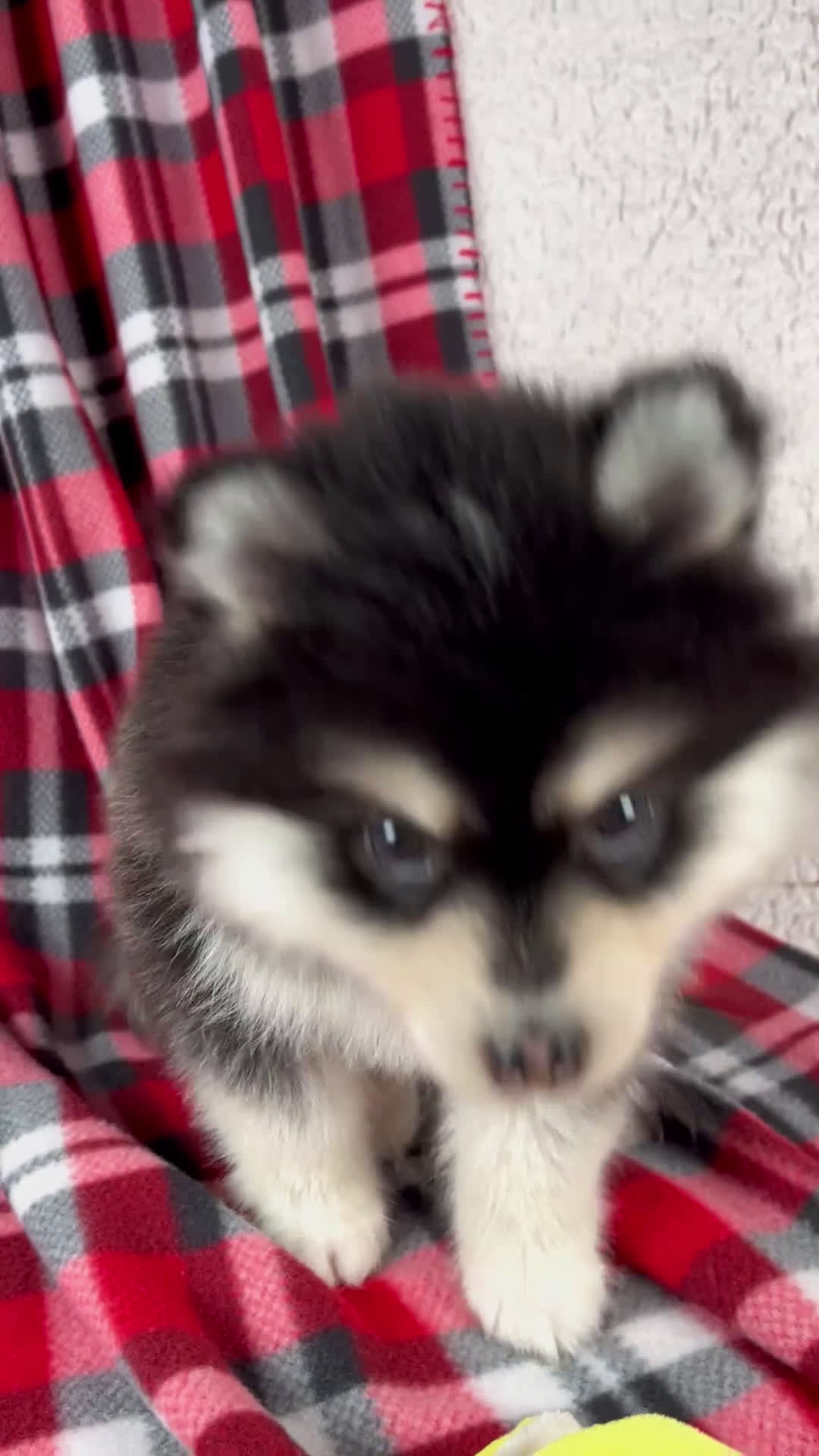 Pomsky dogs for sale: Jane - Video 1