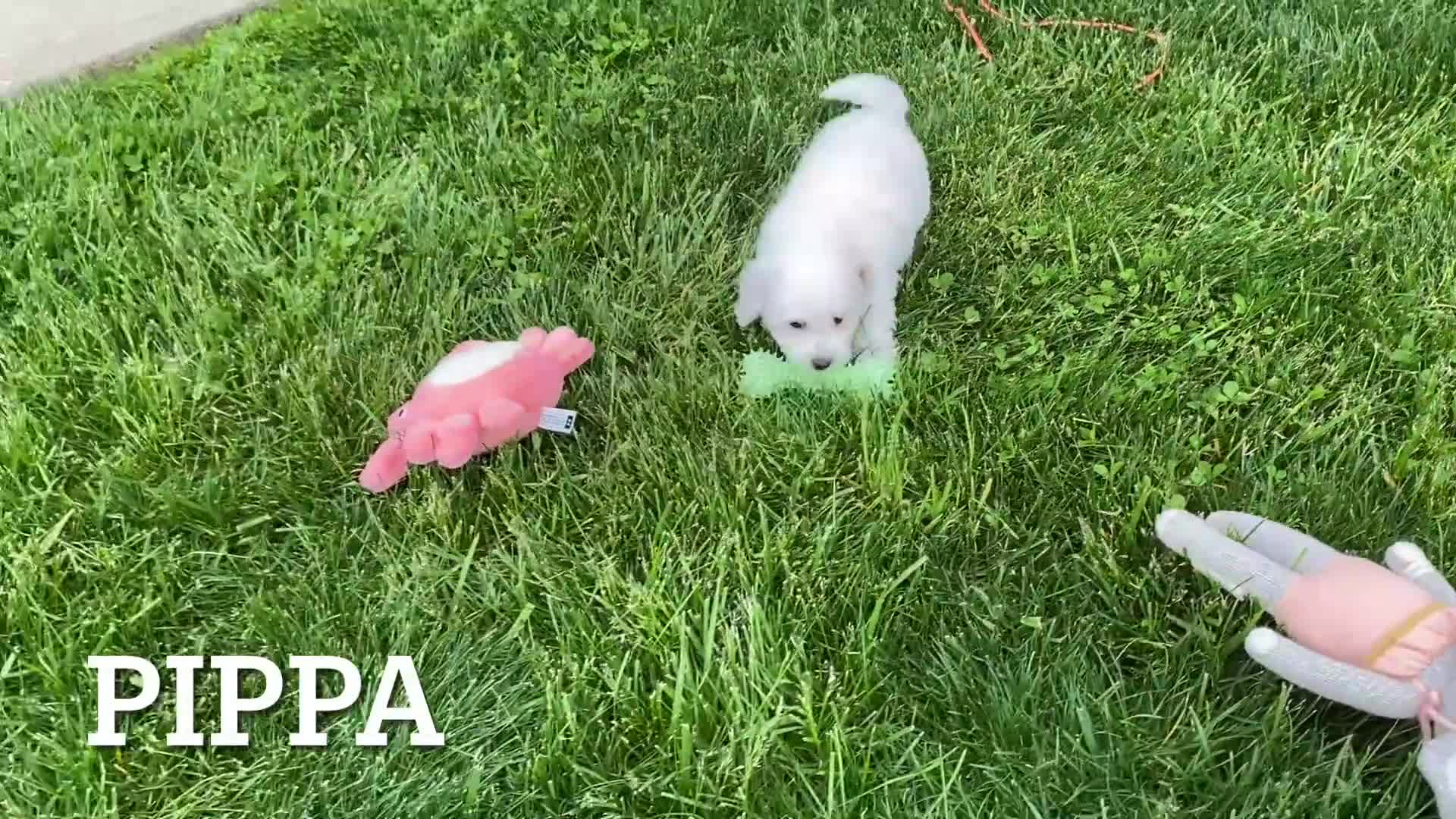 Bichpoo dogs for sale: Pippa - Video 1