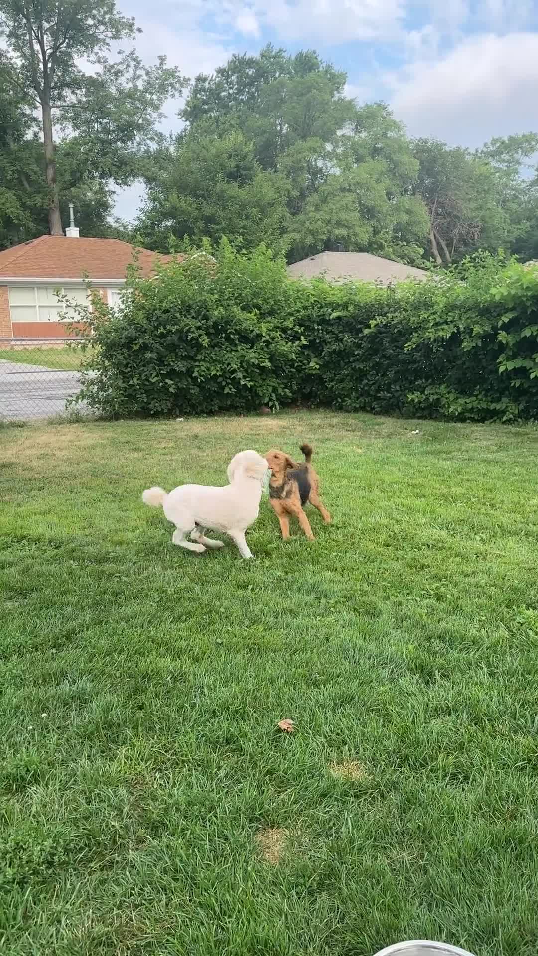 Standard Poodle dogs for sale: Standard Poodle Adult - Video 2