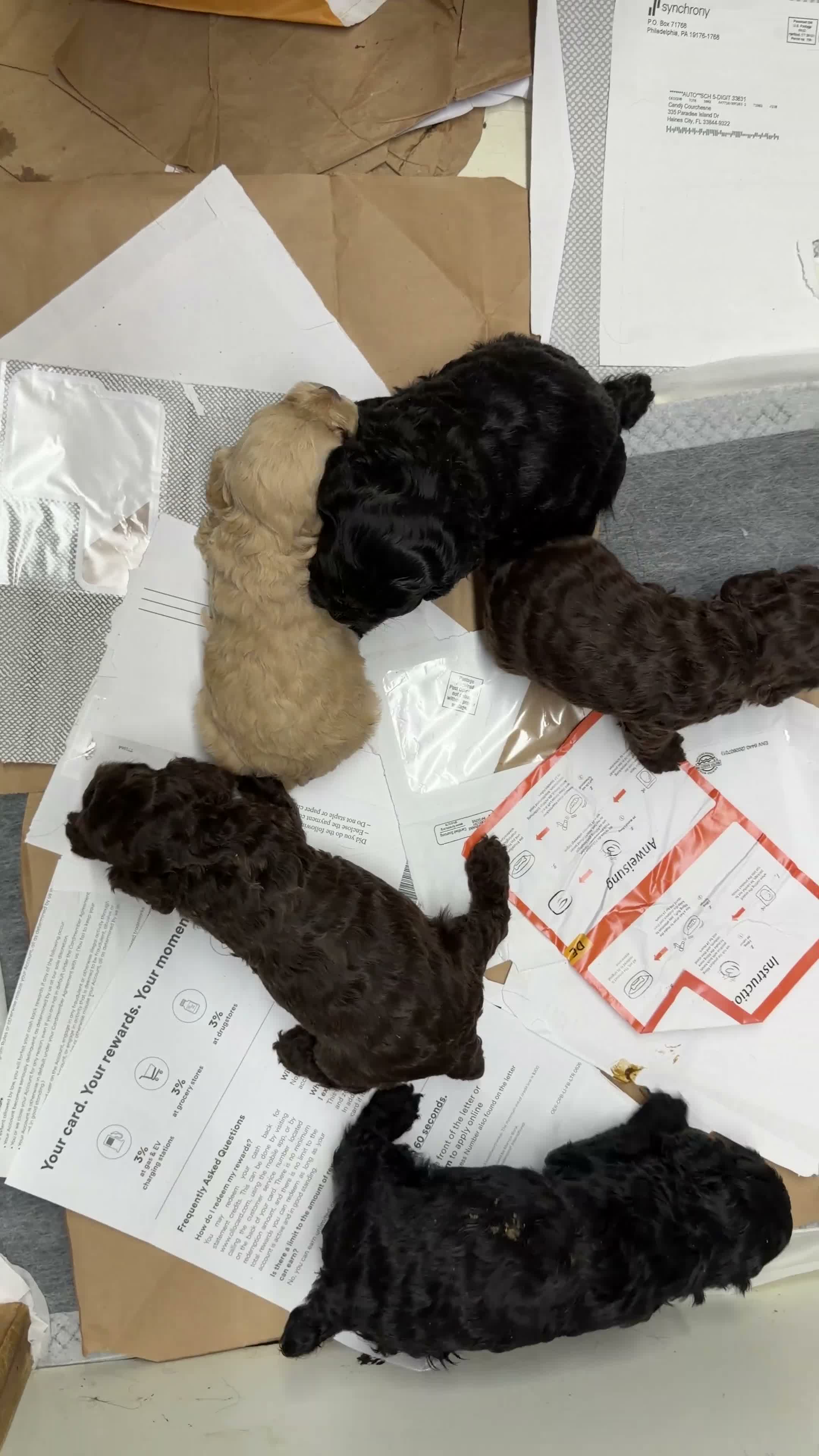 Cockapoo dogs for sale: Cockapoo 1 - Video 1