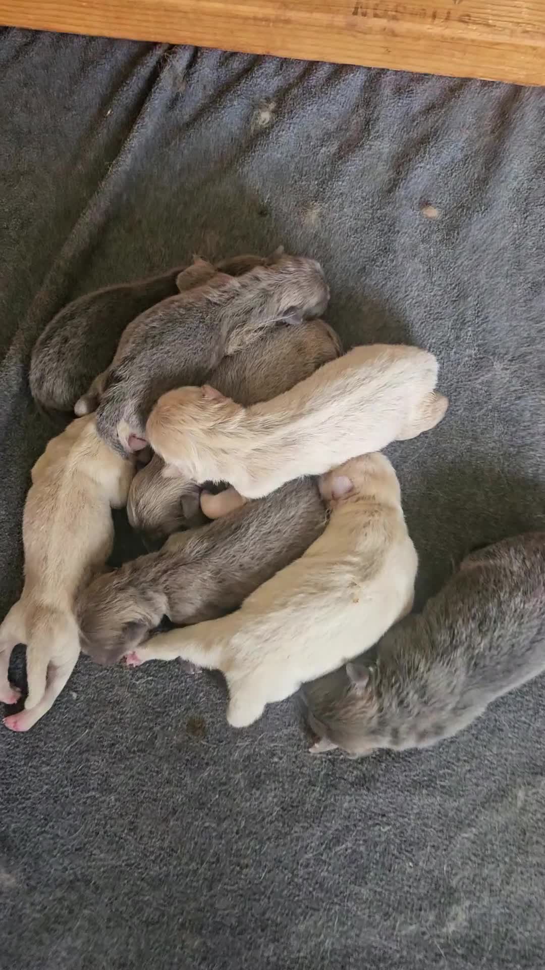 Chow Chow dogs for sale: CINNAMON CHOW CHOW M1 - Video 2