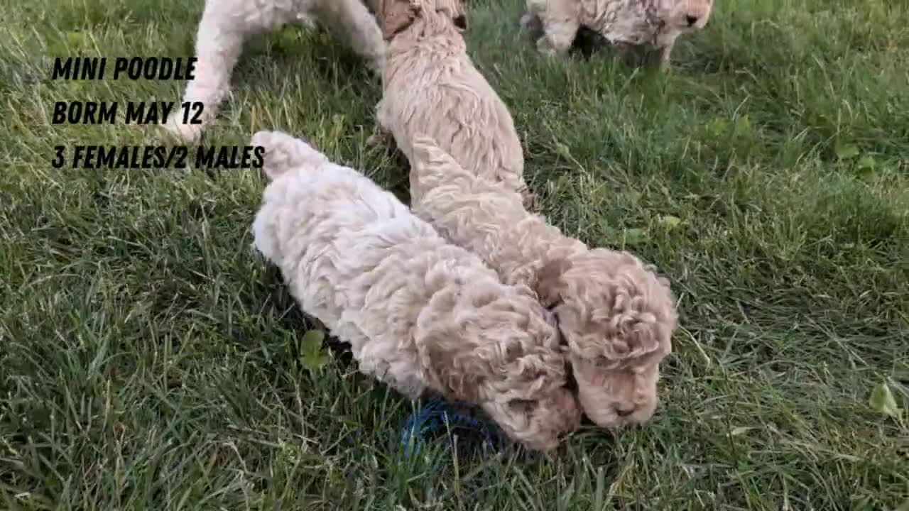 Miniature Poodle dogs for sale: Ruby - Video 3