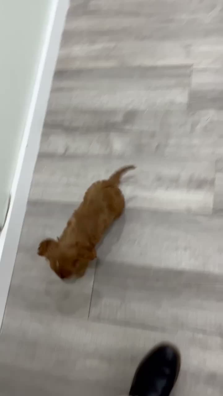 Cavalier King Charles Spaniel dogs for sale: Bruce - Video 1