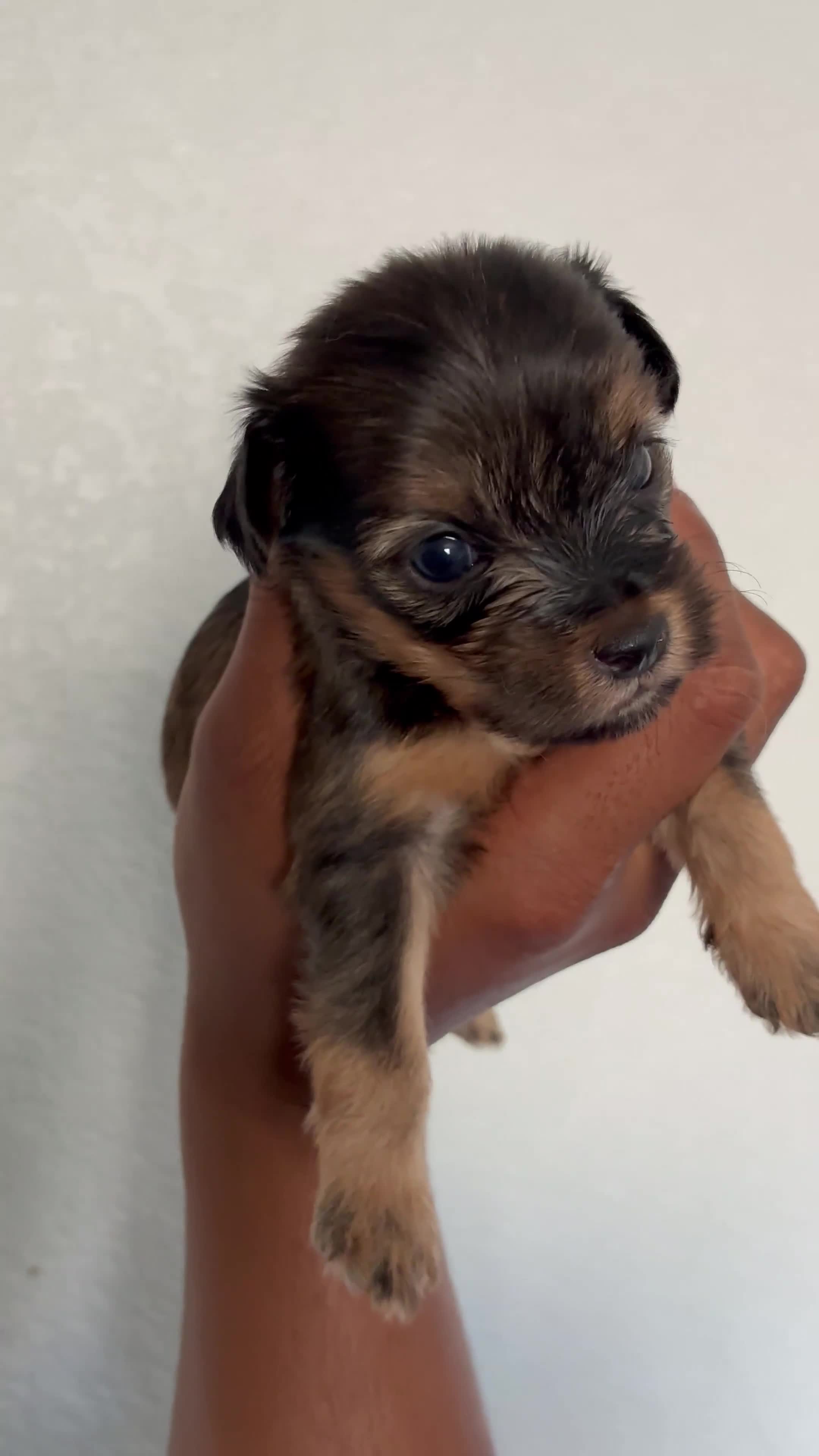 Yorkiepoo dogs for sale: Yorkiepoo 4 - Video 4