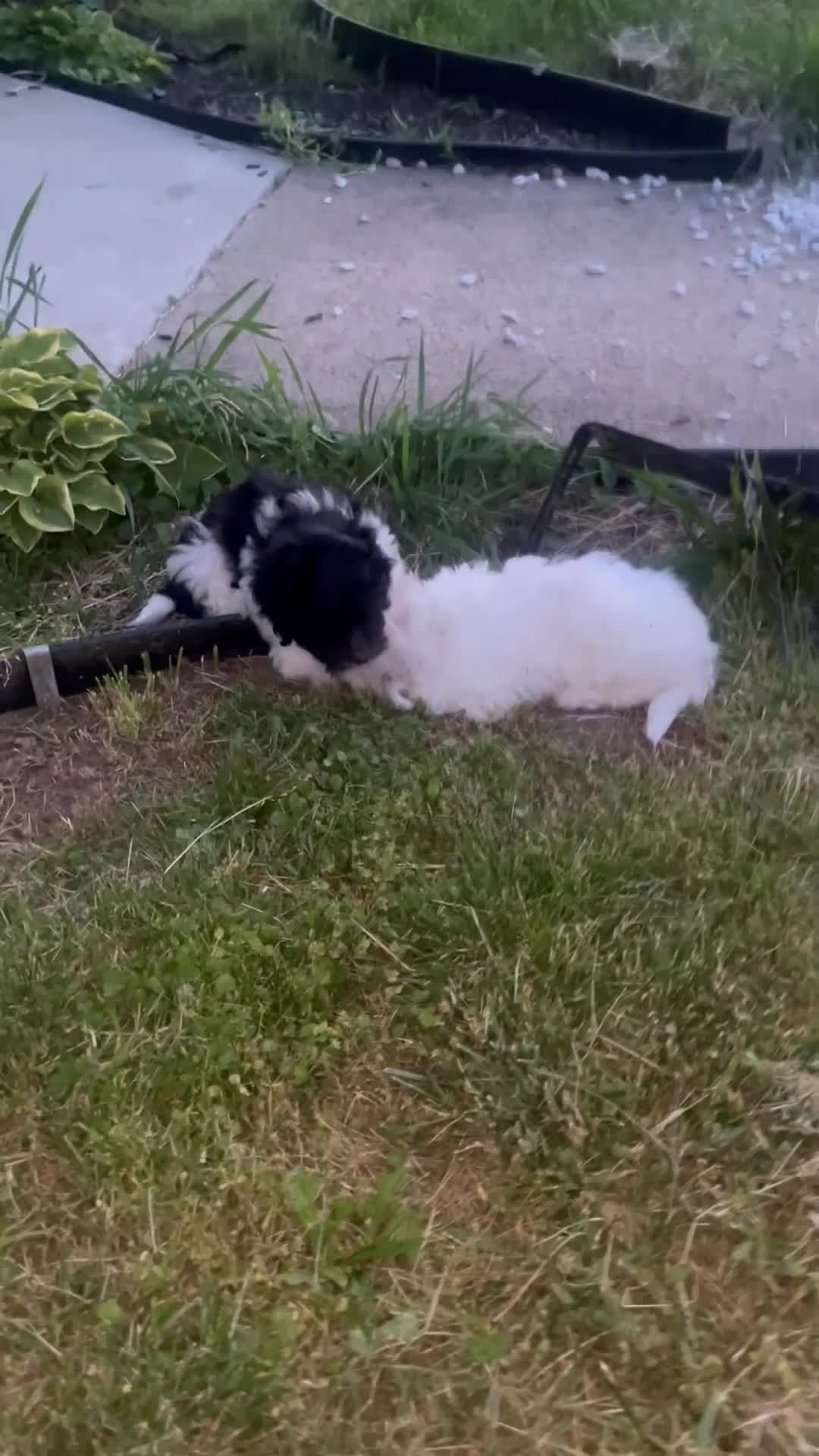Mixed Breed dogs for sale: White Male w/ light Apricot ears - Video 1