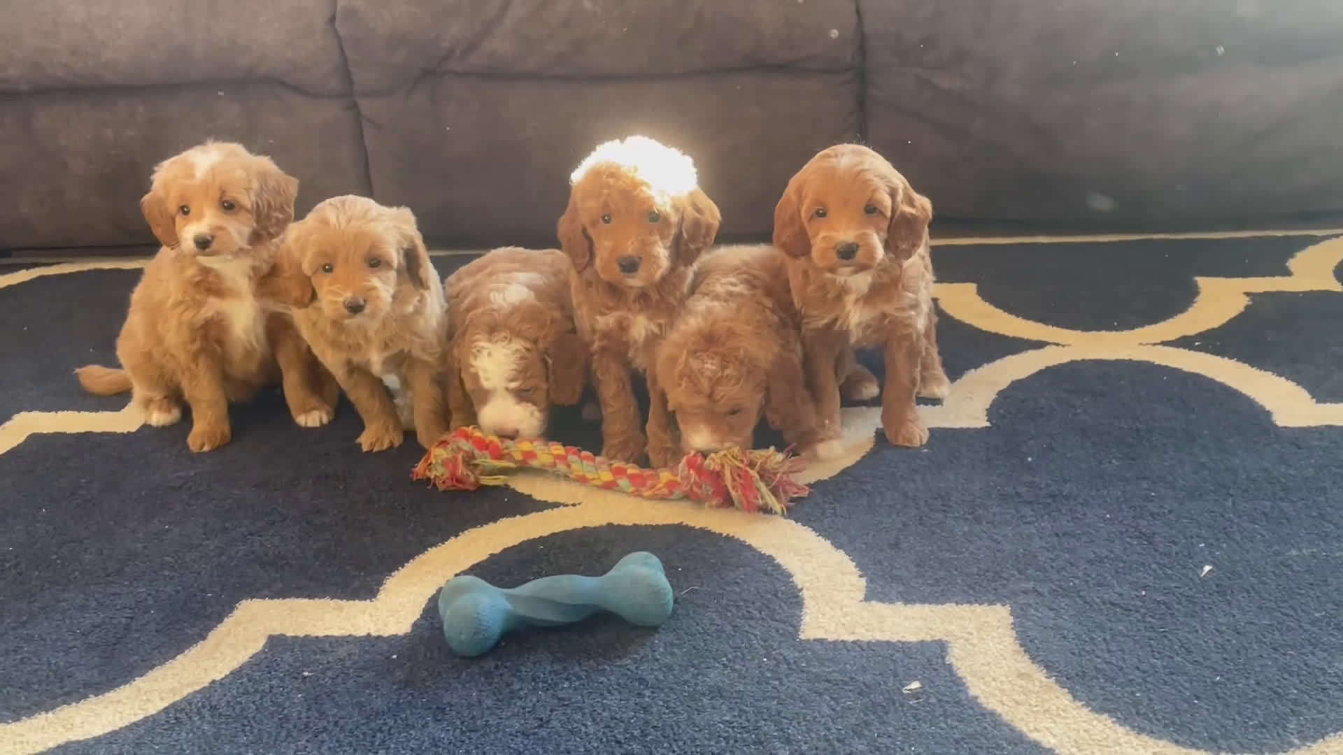 Mini Goldendoodle dogs for sale: Ms. Piper - Video 1