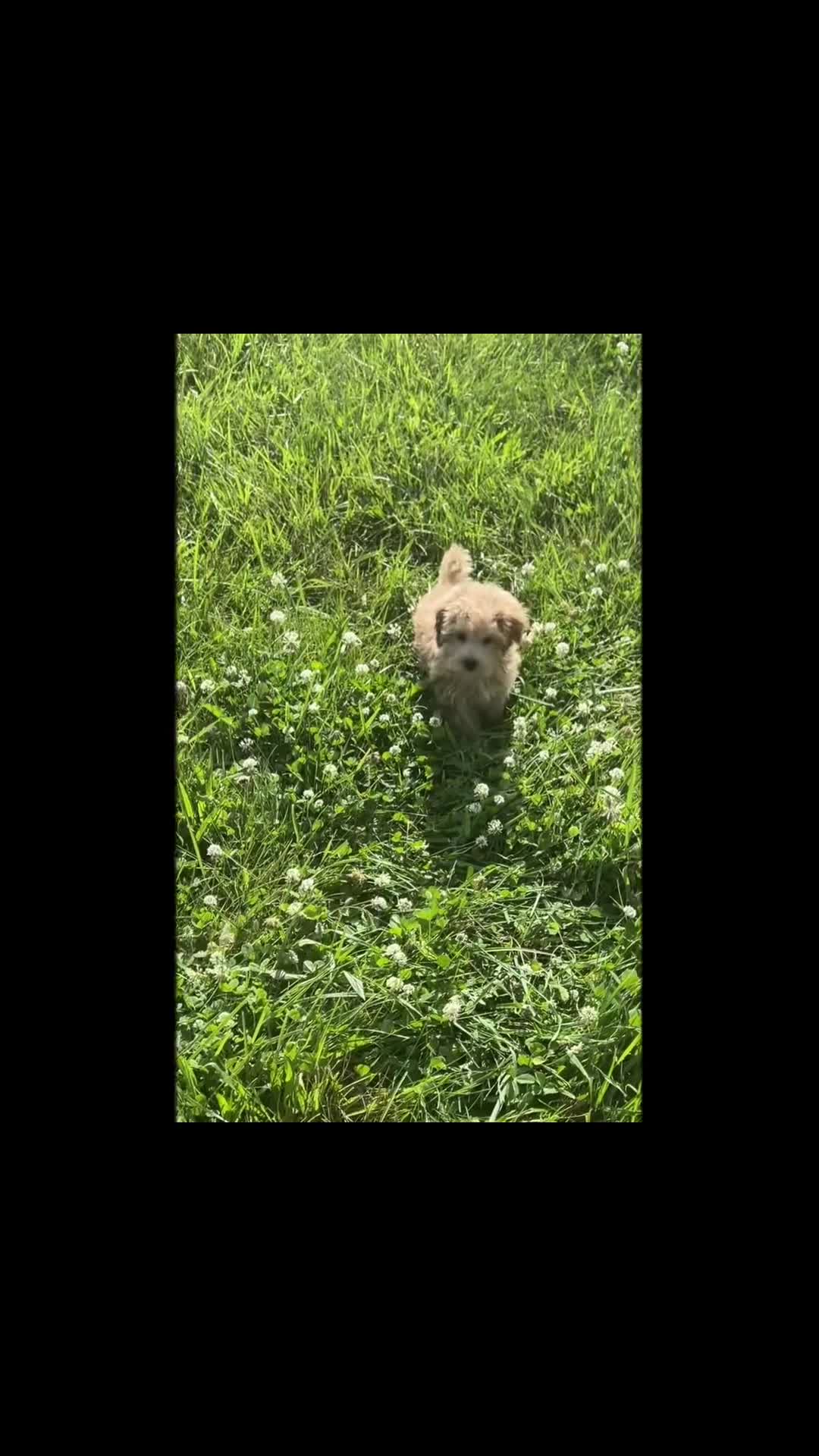 Maltipoo dogs for sale: tucker - Video 1