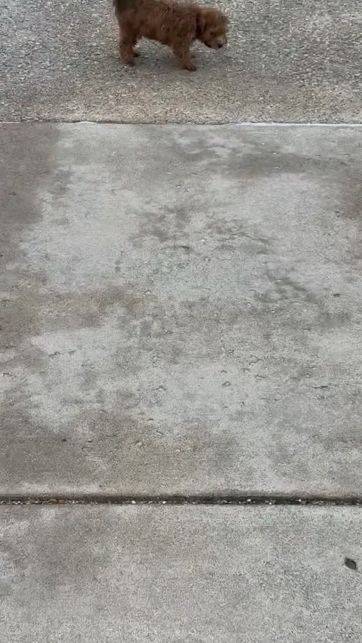 Toy Poodle dogs for sale: Toy Poodle Puppy 2 - Video 3