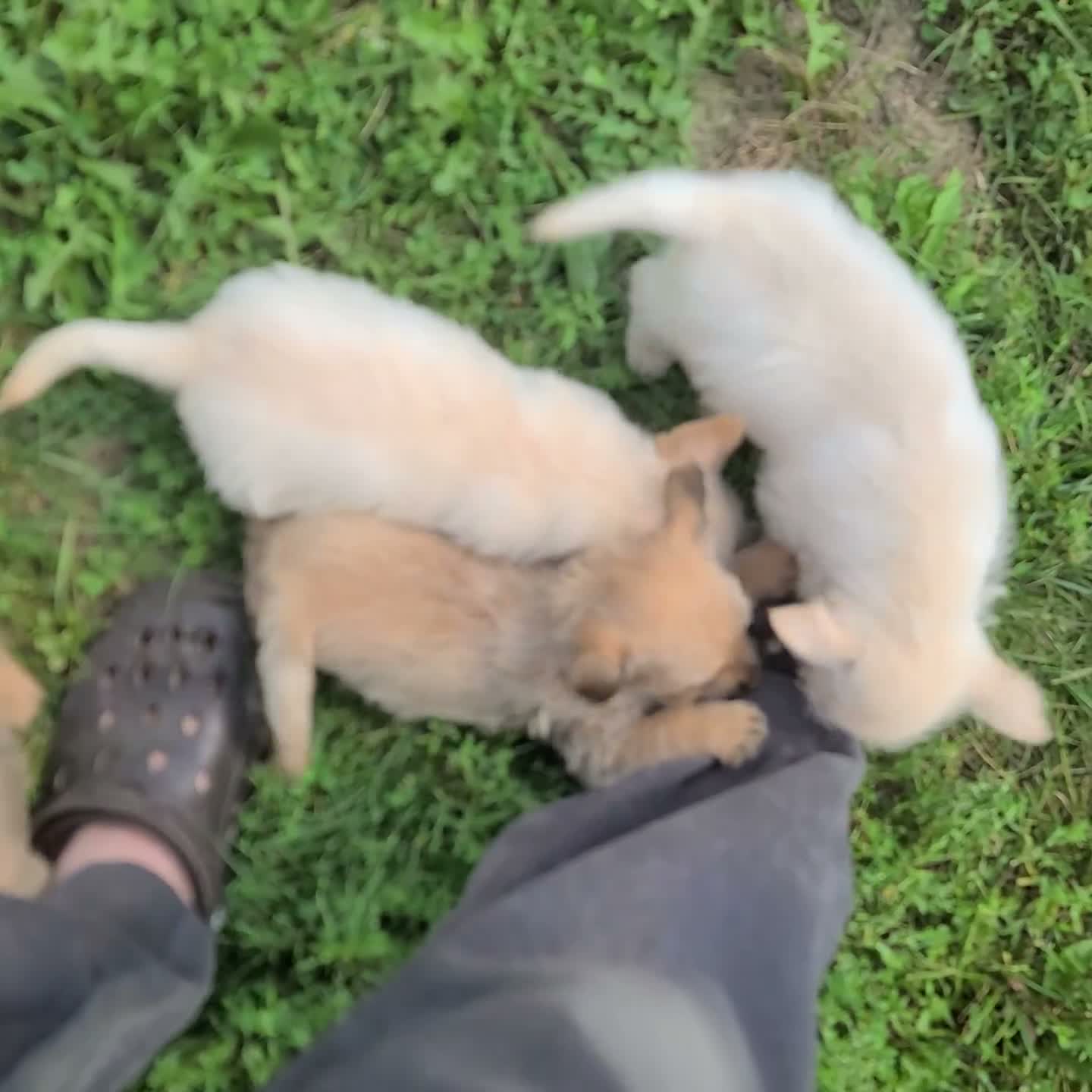 Cairn Terrier dogs for sale: Ava - Video 3