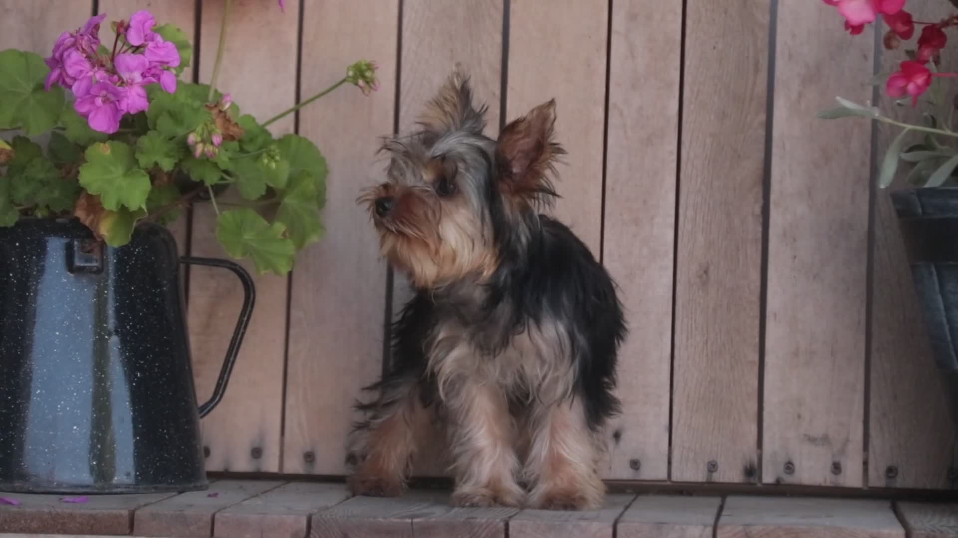 Yorkshire Terrier dogs for sale: Lucy - Video 1