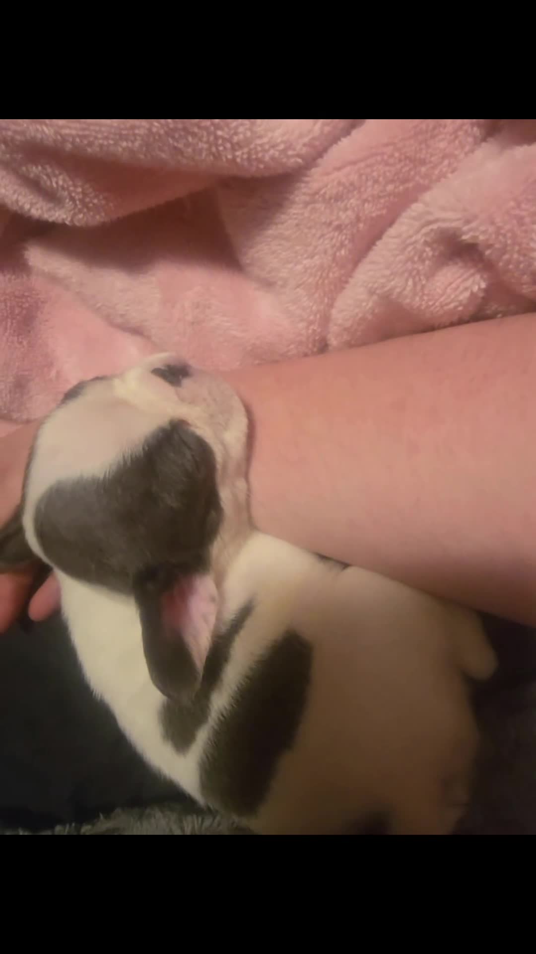 French Bulldog dogs for sale: French Bulldog Puppy 4 - Video 1