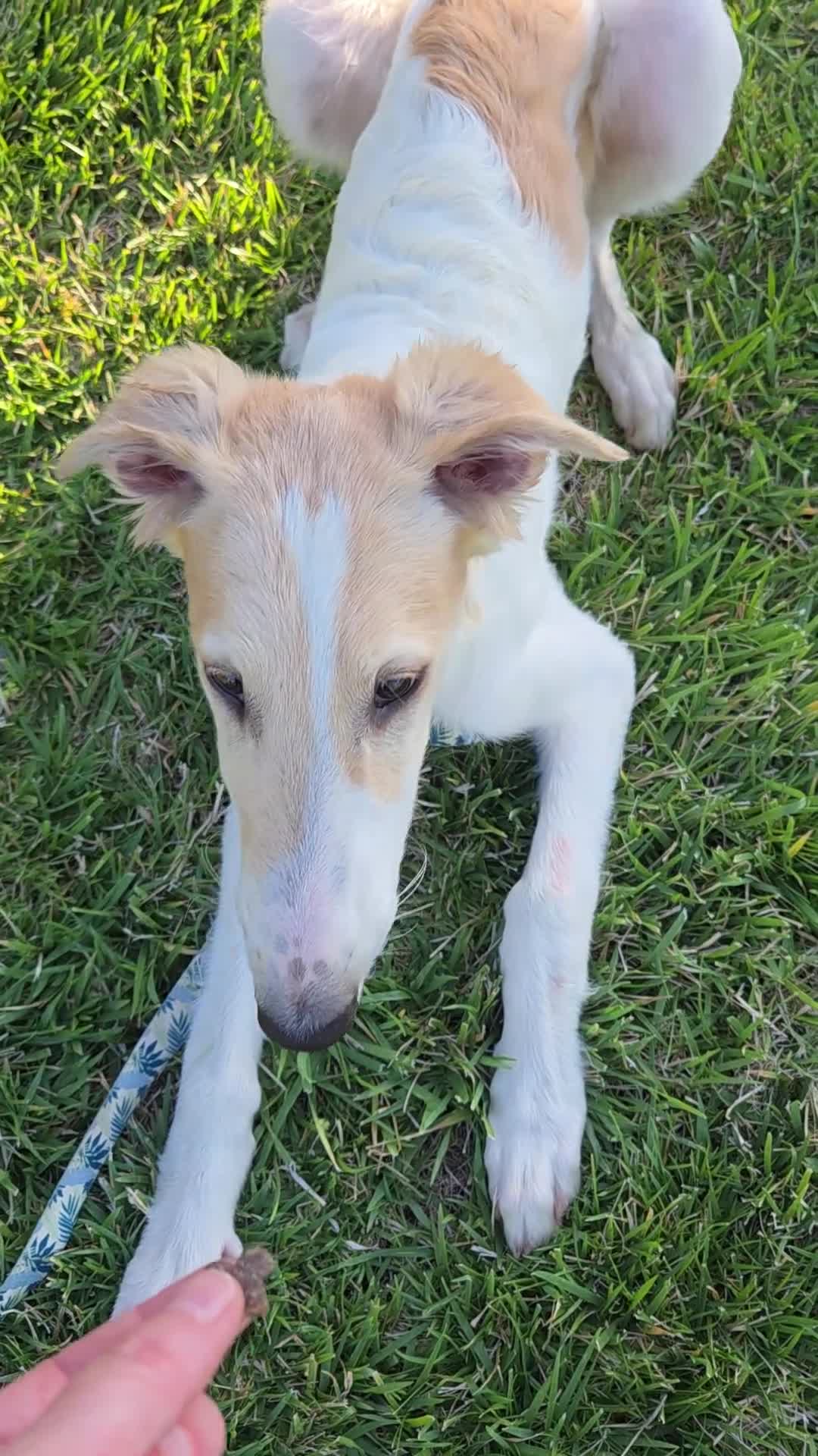 Borzoi dogs for sale: Victor - Video 1