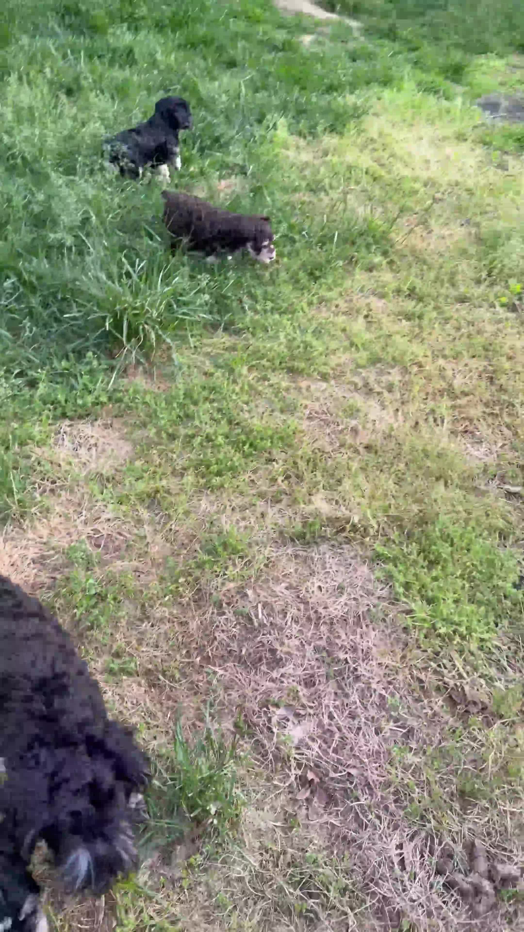 Miniature Schnauzer dogs for sale: double chocolate chip - Video 1