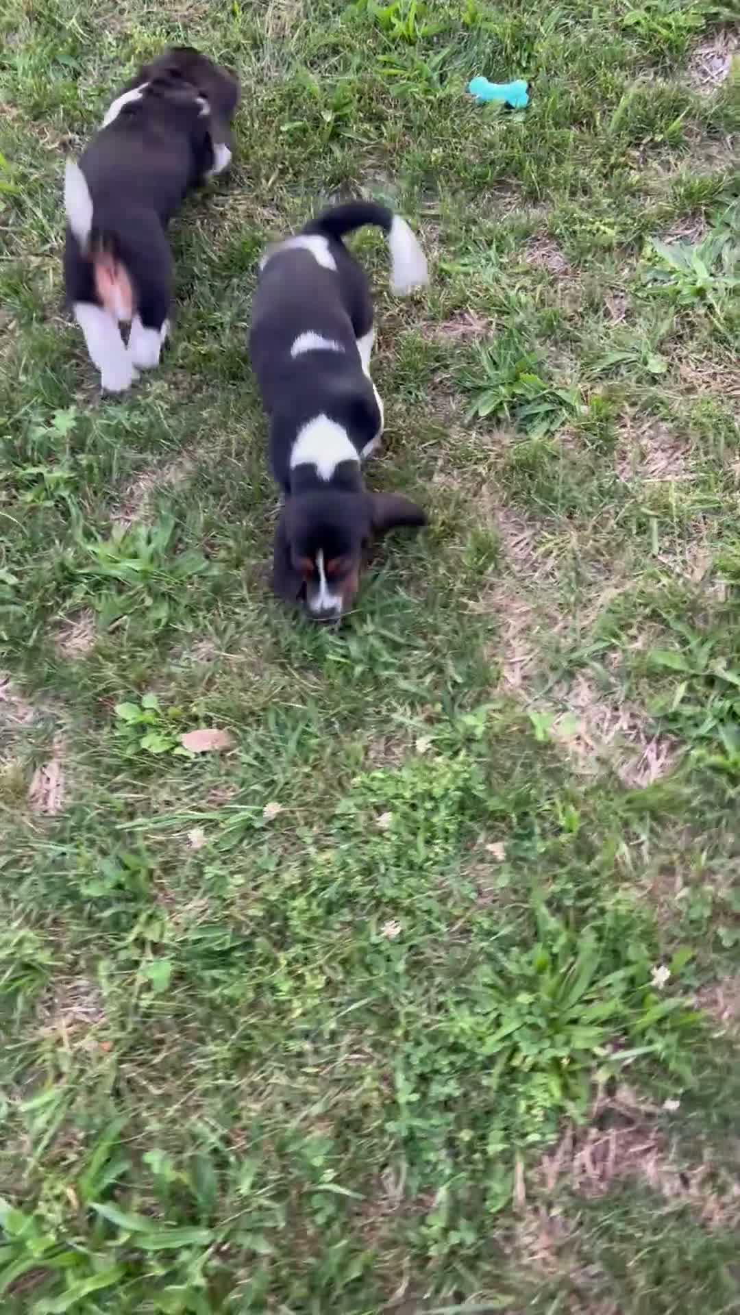 Basset Hound dogs for sale: Rosie - Video 1
