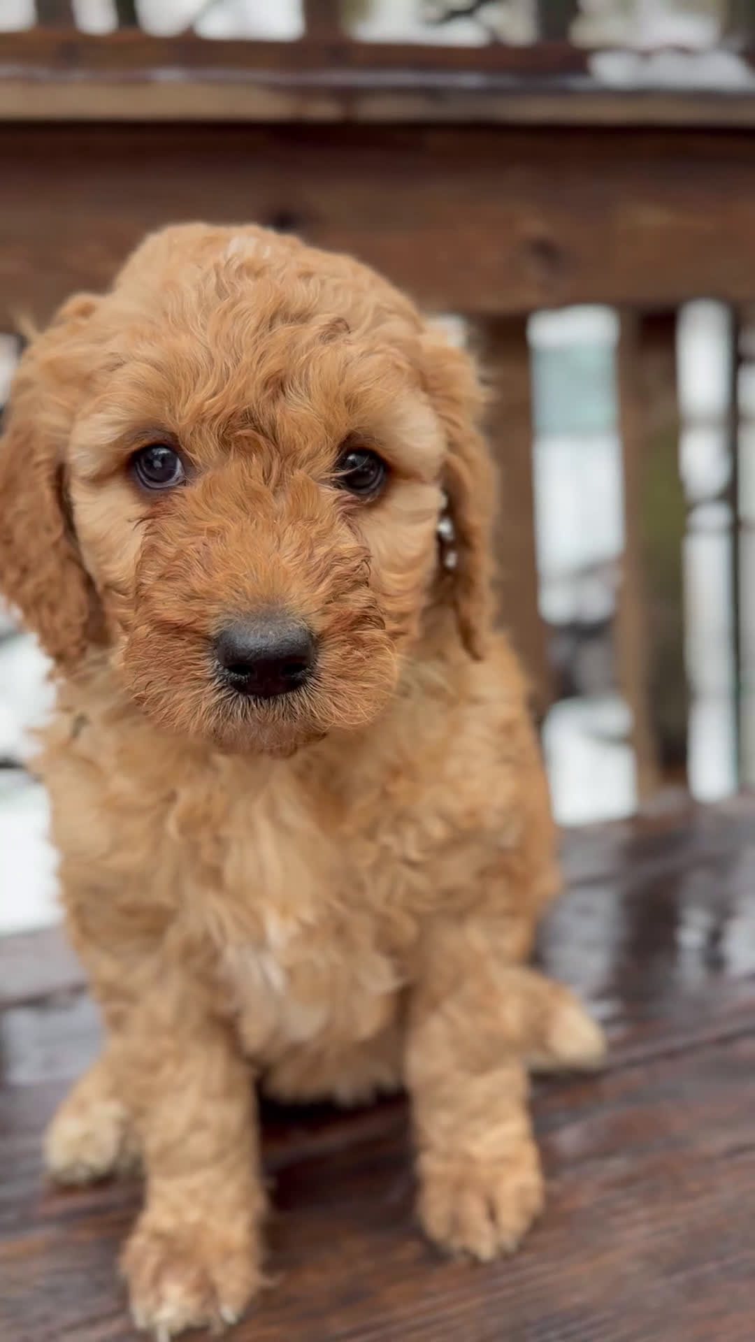 Goldendoodle dogs for sale: Caramel  - Video 1