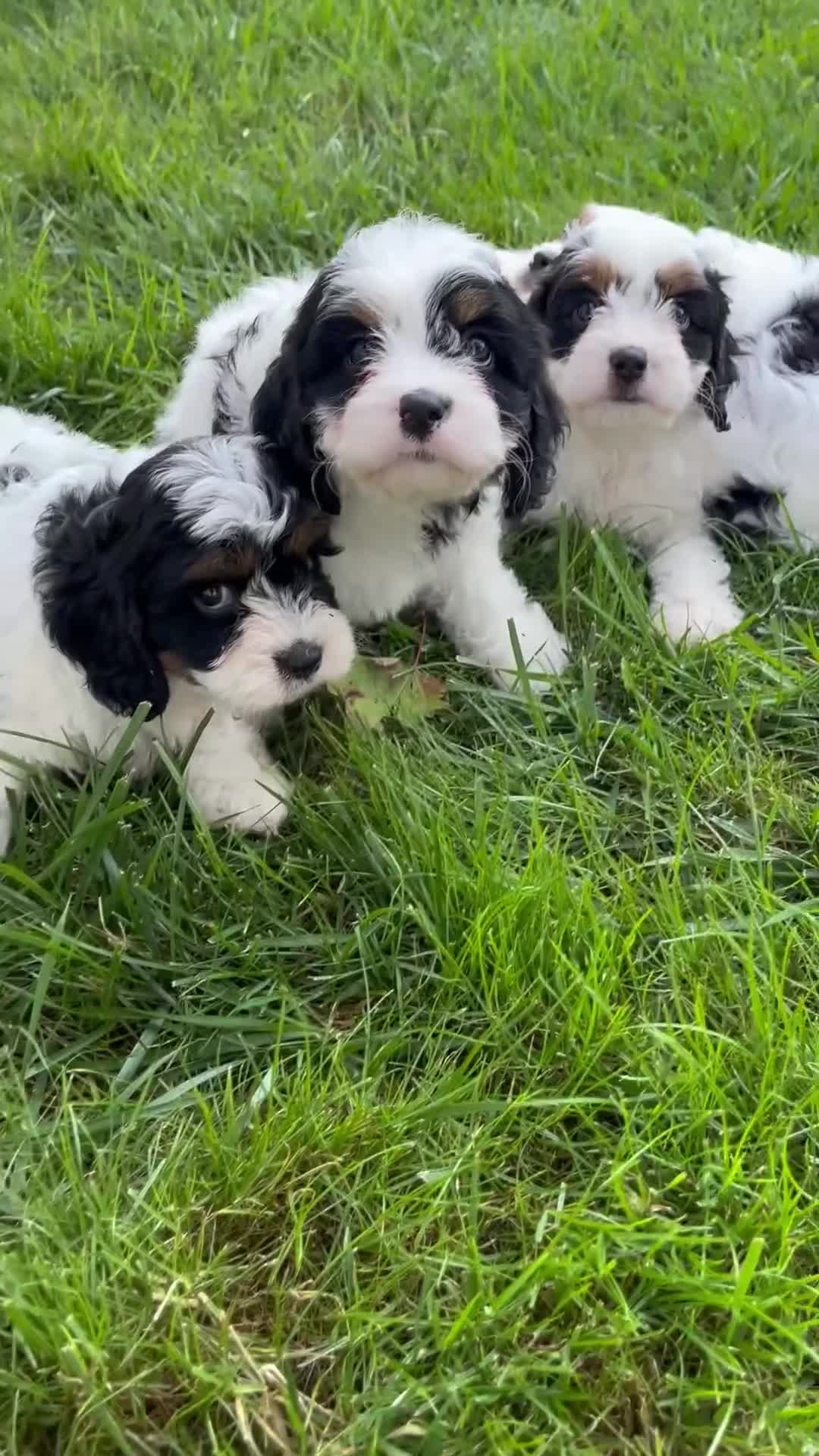 Cavapoo dogs for sale: Journey - Video 2