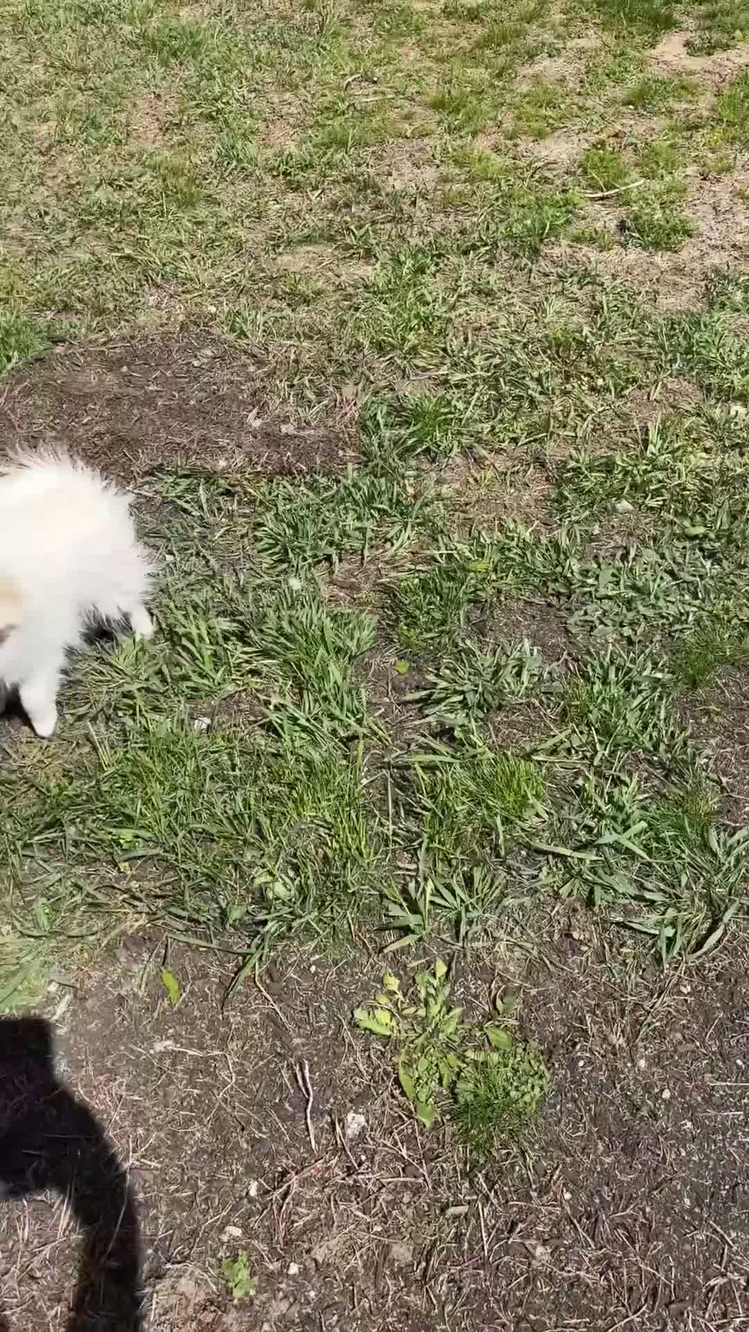 Pomeranian dogs for sale: Paco - Video 1