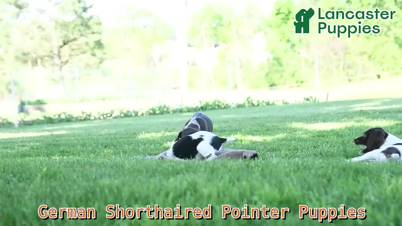German Shorthaired Pointer dogs for sale: Goose - Video 1