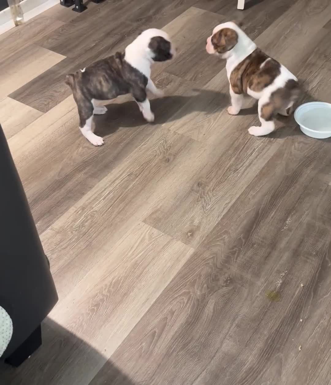Mixed Breed dogs for sale: Mixed Breed 3 - Video 3