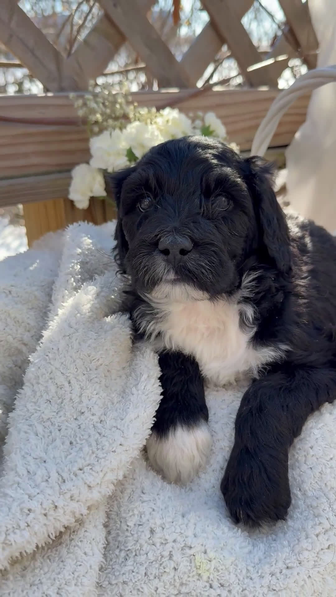 Mixed Breed dogs for sale: Beauty  - Video 3