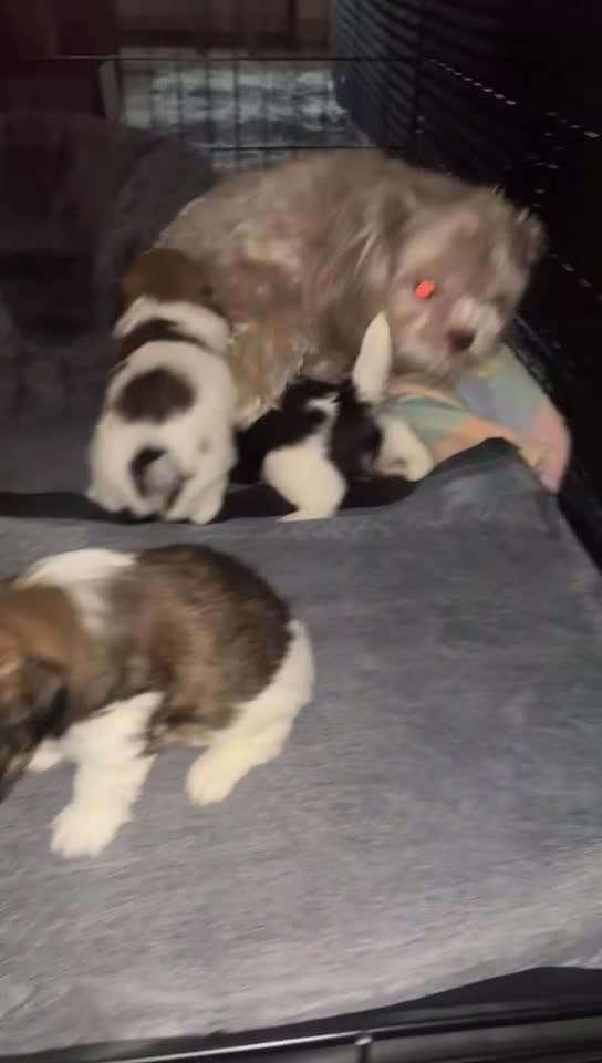 Mixed Breed dogs for sale: Dorchester- Shih Pom - Video 3