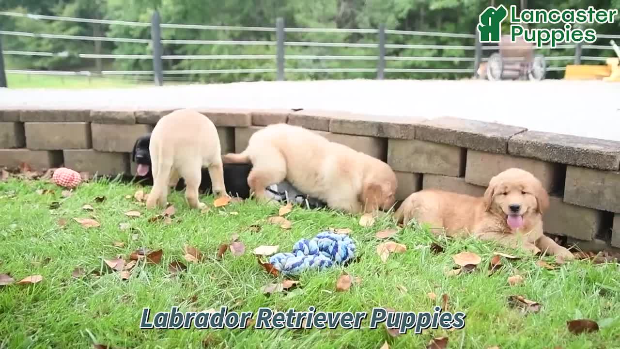 Labrador Retriever dogs for sale: Rambo - Video 1