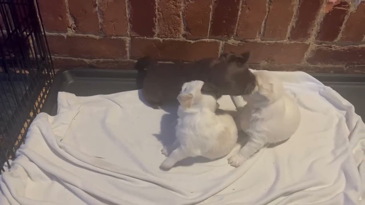 Chihuahua dogs for sale: Male Chocolate Chihuahua 2 - Video 1