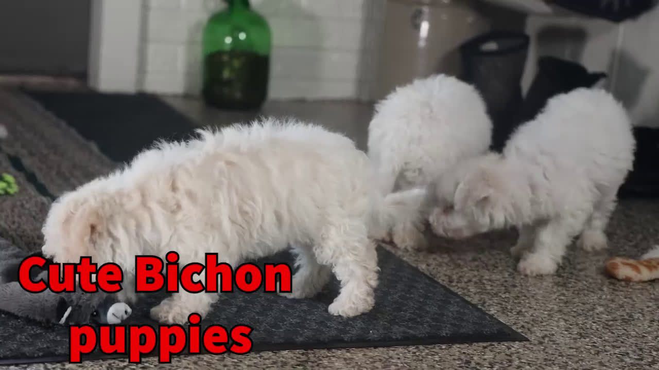 Bichon Frise dogs for sale: Dakota - Video 1
